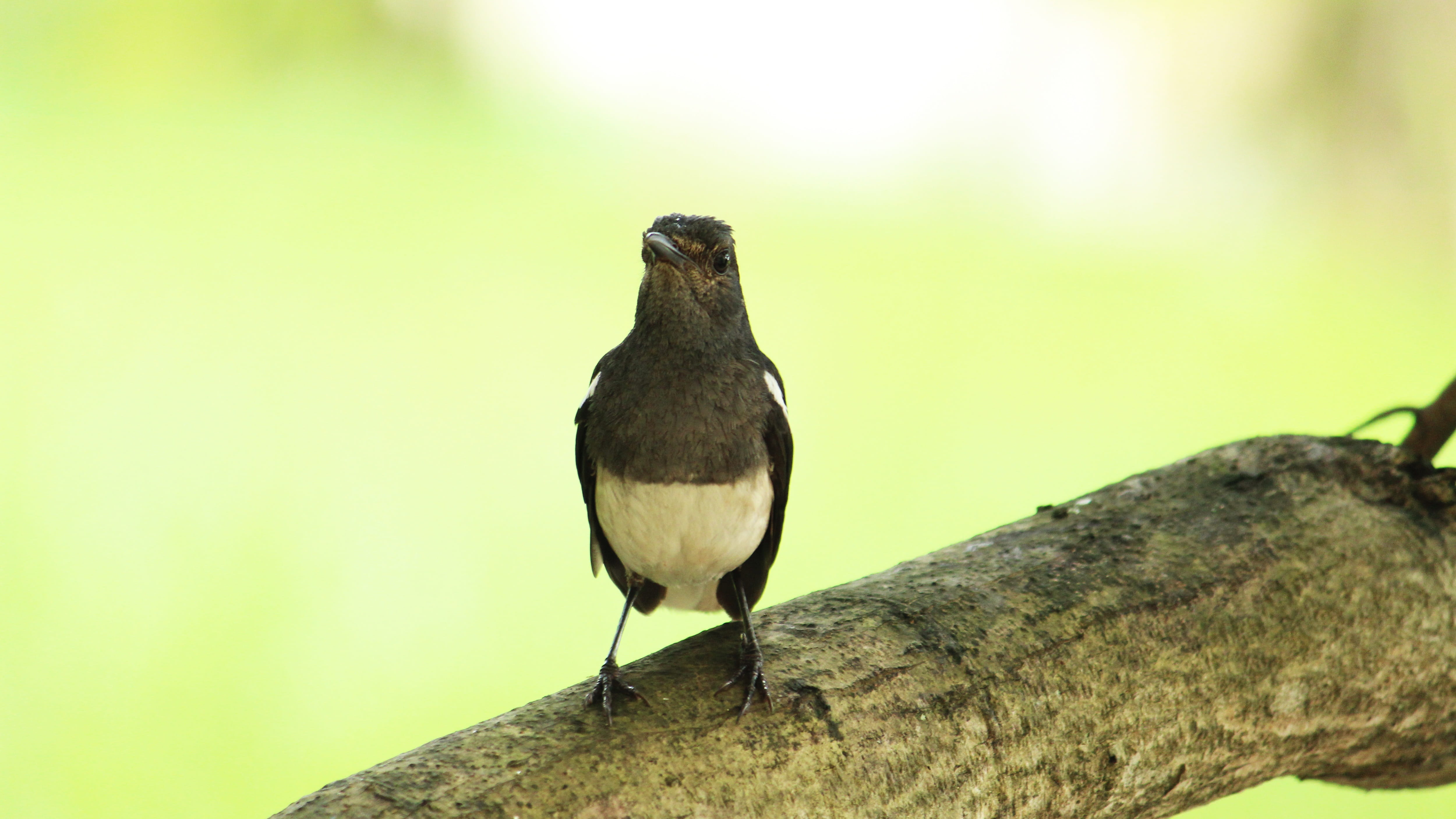 white, wildlife, focus on foreground, full length, outdoor, female, animals in the wild, perched, branch, one animal, black, day, green color, songbird, HD Wallpaper