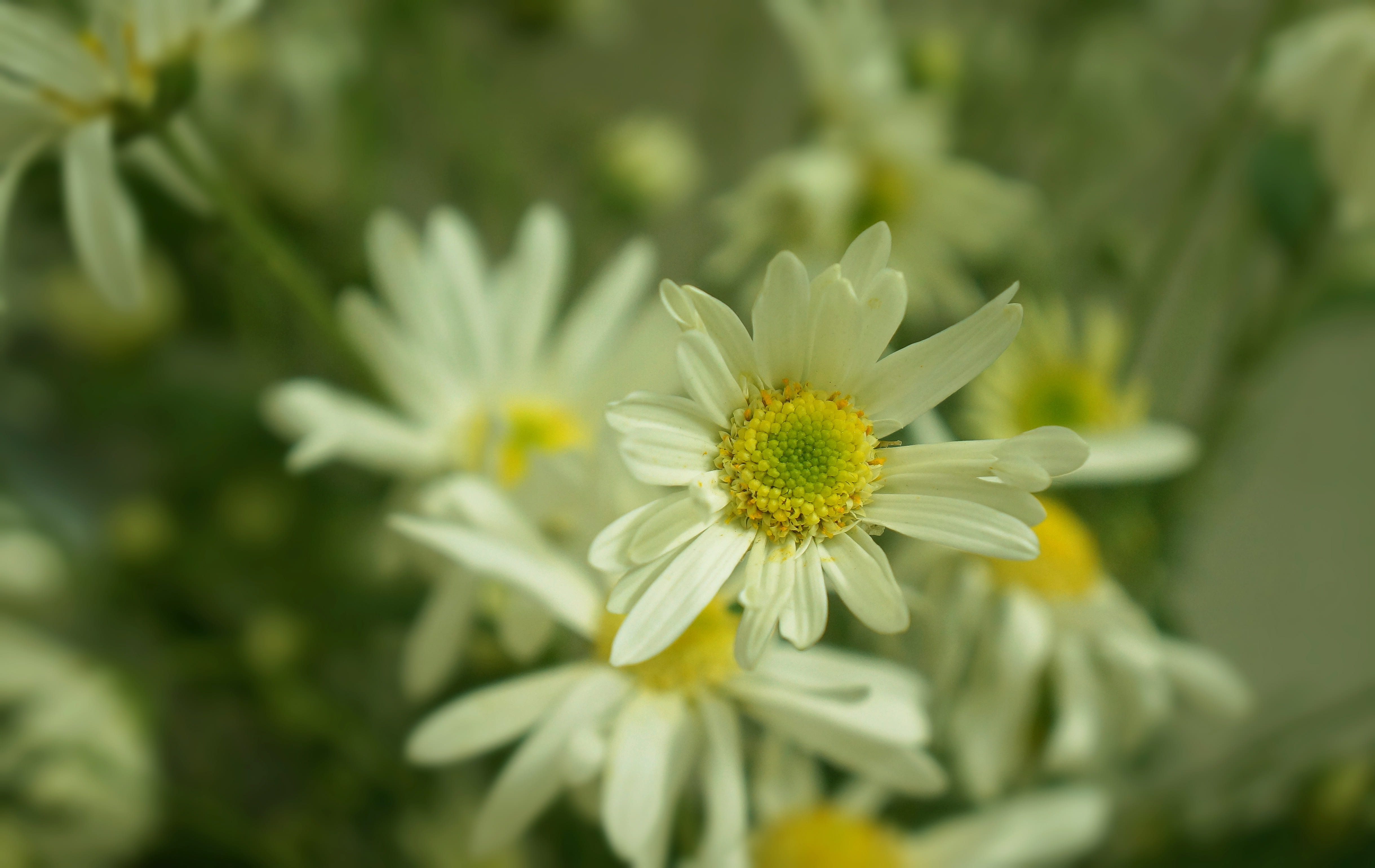 petal, fragility, daisy robins, inflorescence, plant, vulnerability, flower, beauty in nature, freshness, close-up, no people, yellow, flower head, pollen, HD Wallpaper