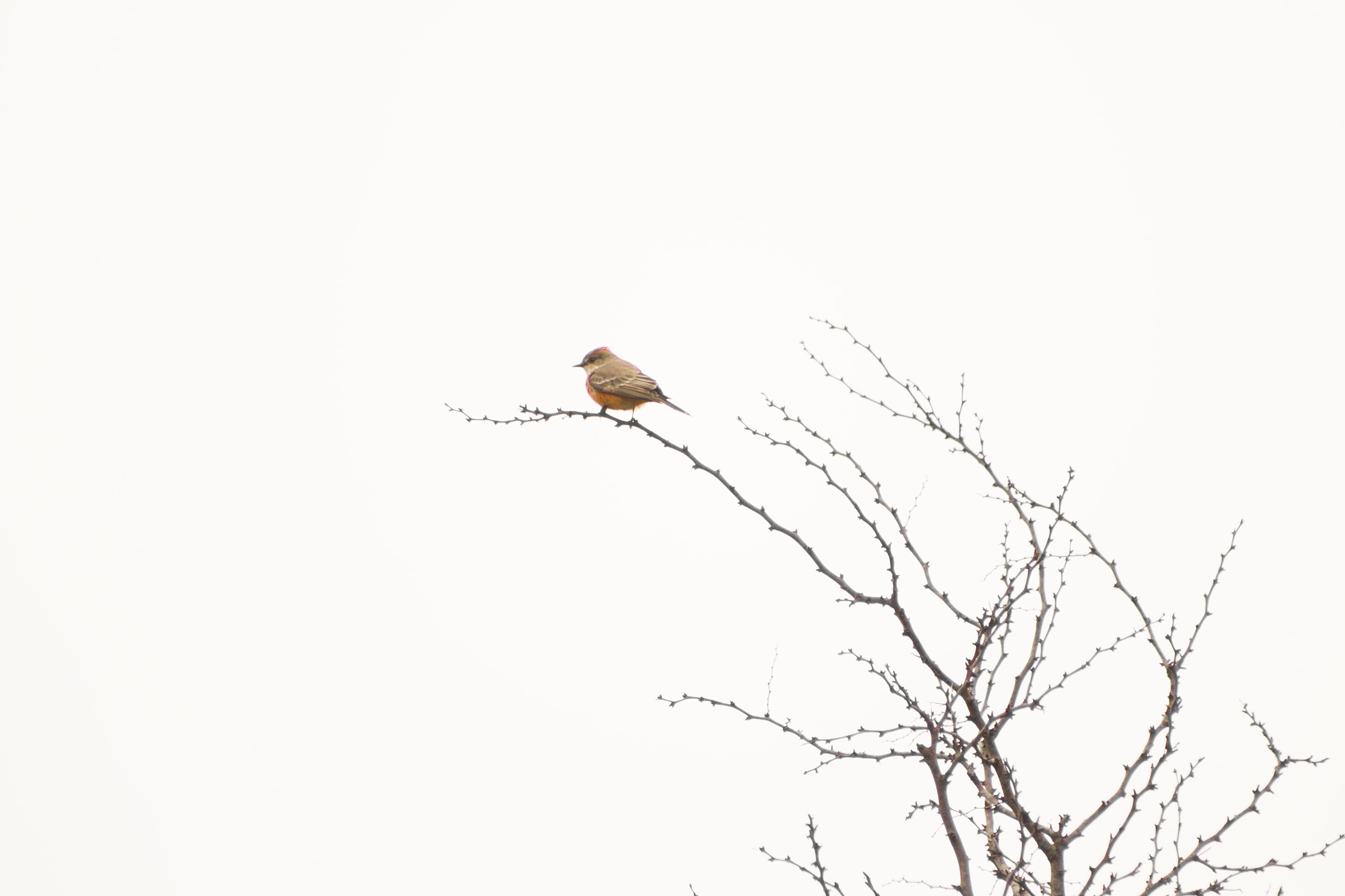 vertebrate, white, copy space, one animal, no people, flying, animal themes, low angle view, eagle, sky, robin, mx, animal wildlife, tree, bare tree, plant, HD Wallpaper