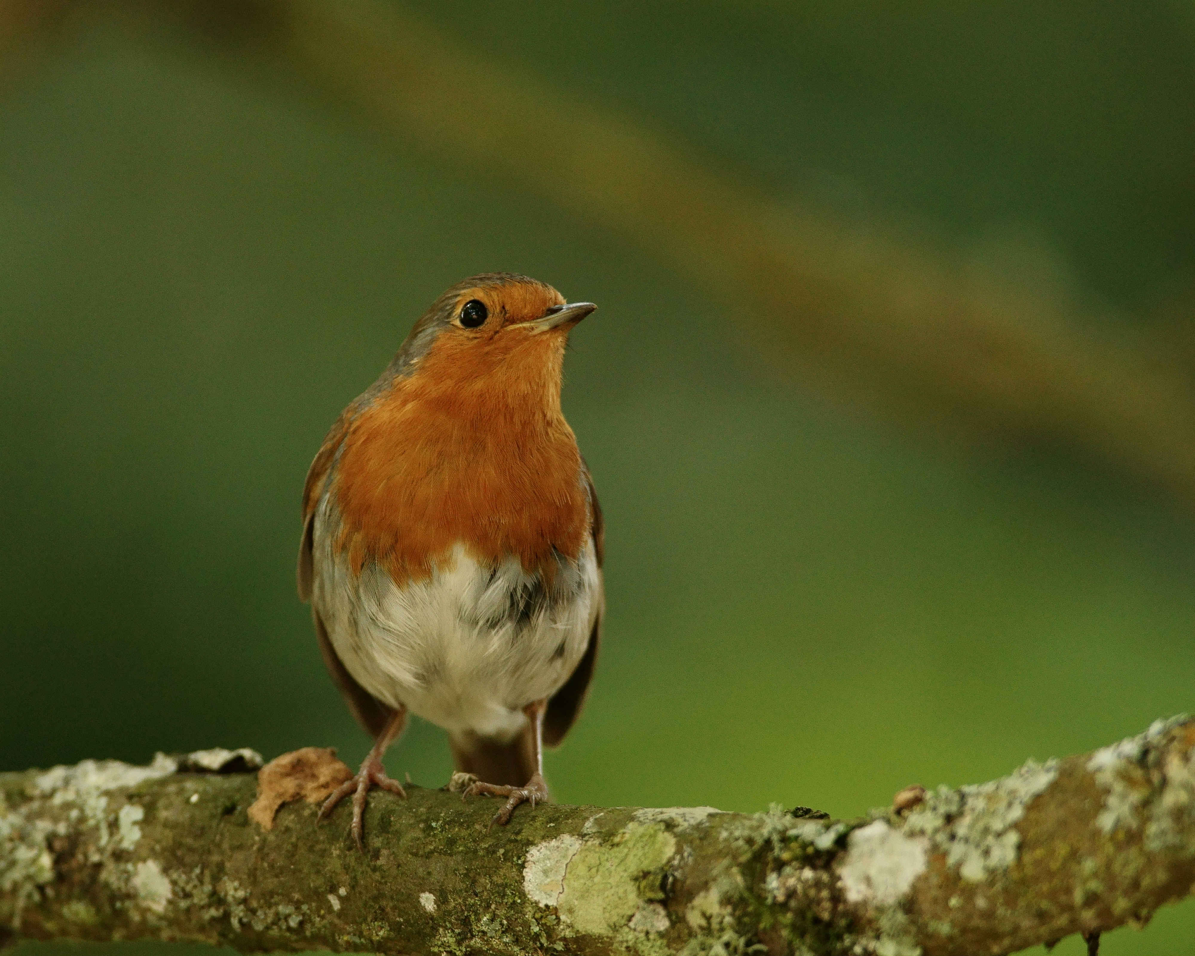 top, outdoors, bird, tree, robin, wildlife, white, beak, branch, 4K, trunk, nature, animal, brown, HD Wallpaper