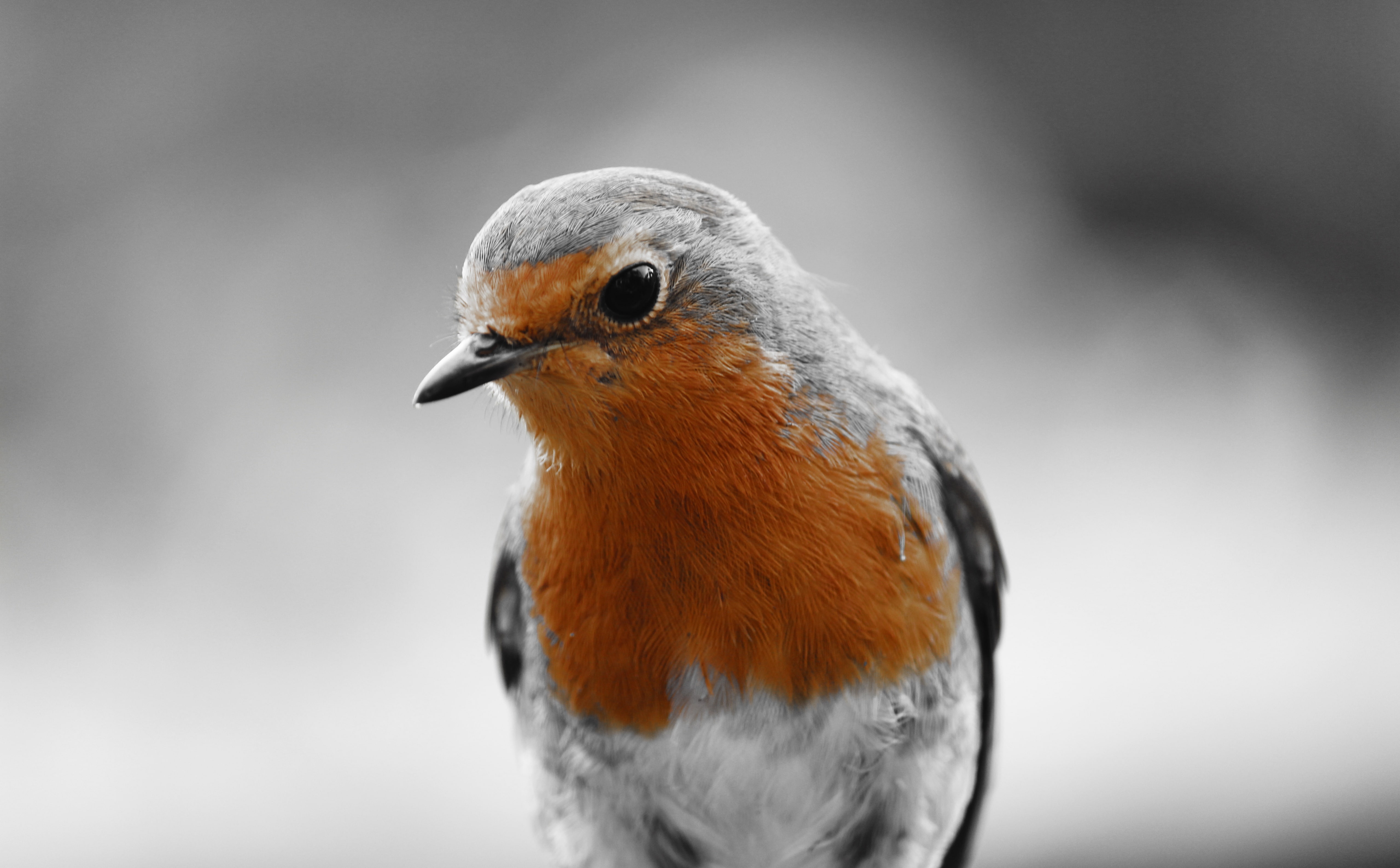 animal body part, 5K, vertebrate, one animal, close-up, european, orange color, outdoors, animal eye, gray, Animals, looking, black and white, no people, HD Wallpaper