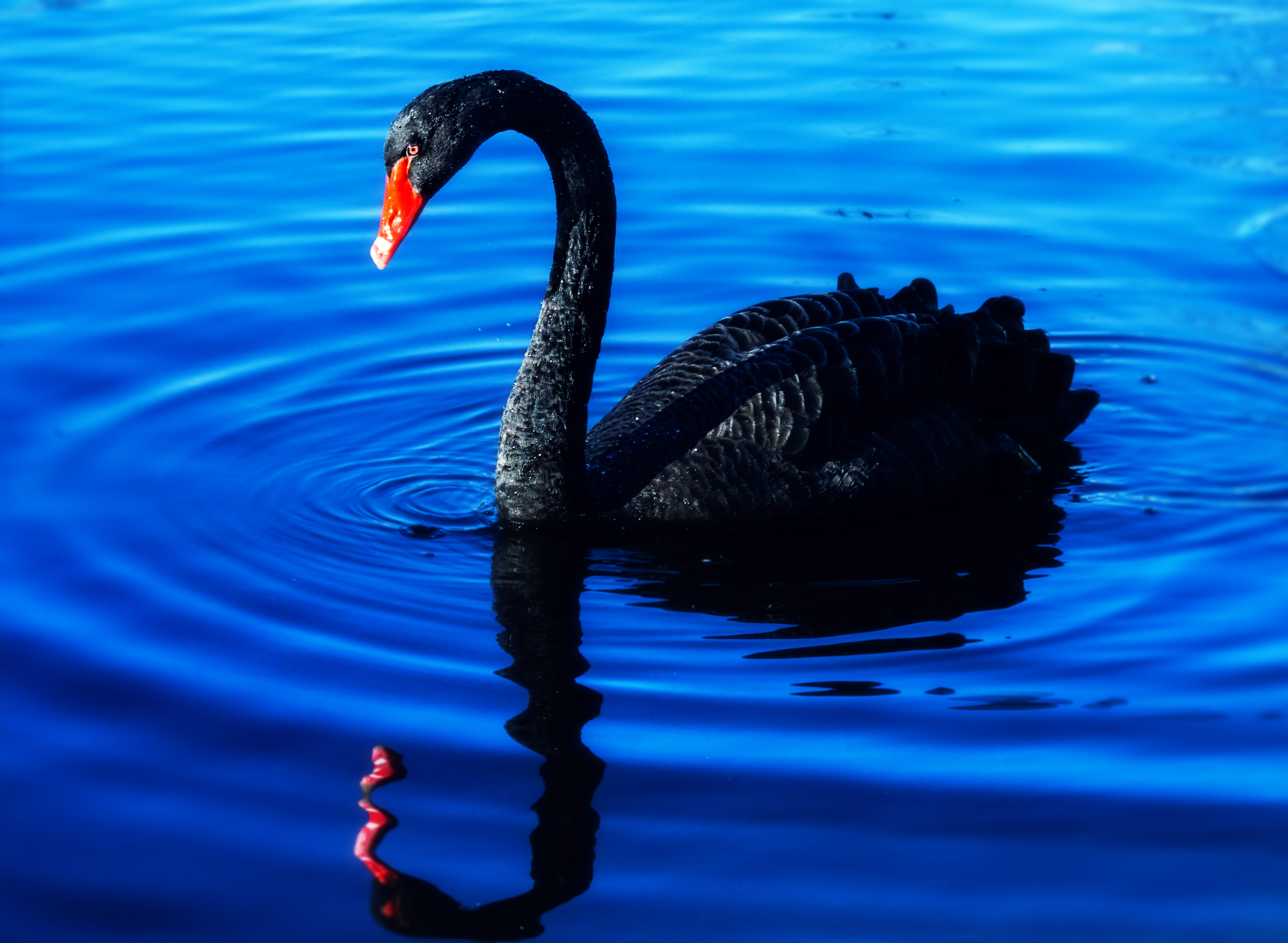waterfront, beak, vertebrate, flower, red sky, texture, one animal, nature, 5K, animal neck, creek, dusk, freshwater bird, water, day, swimming, sunset, HD Wallpaper