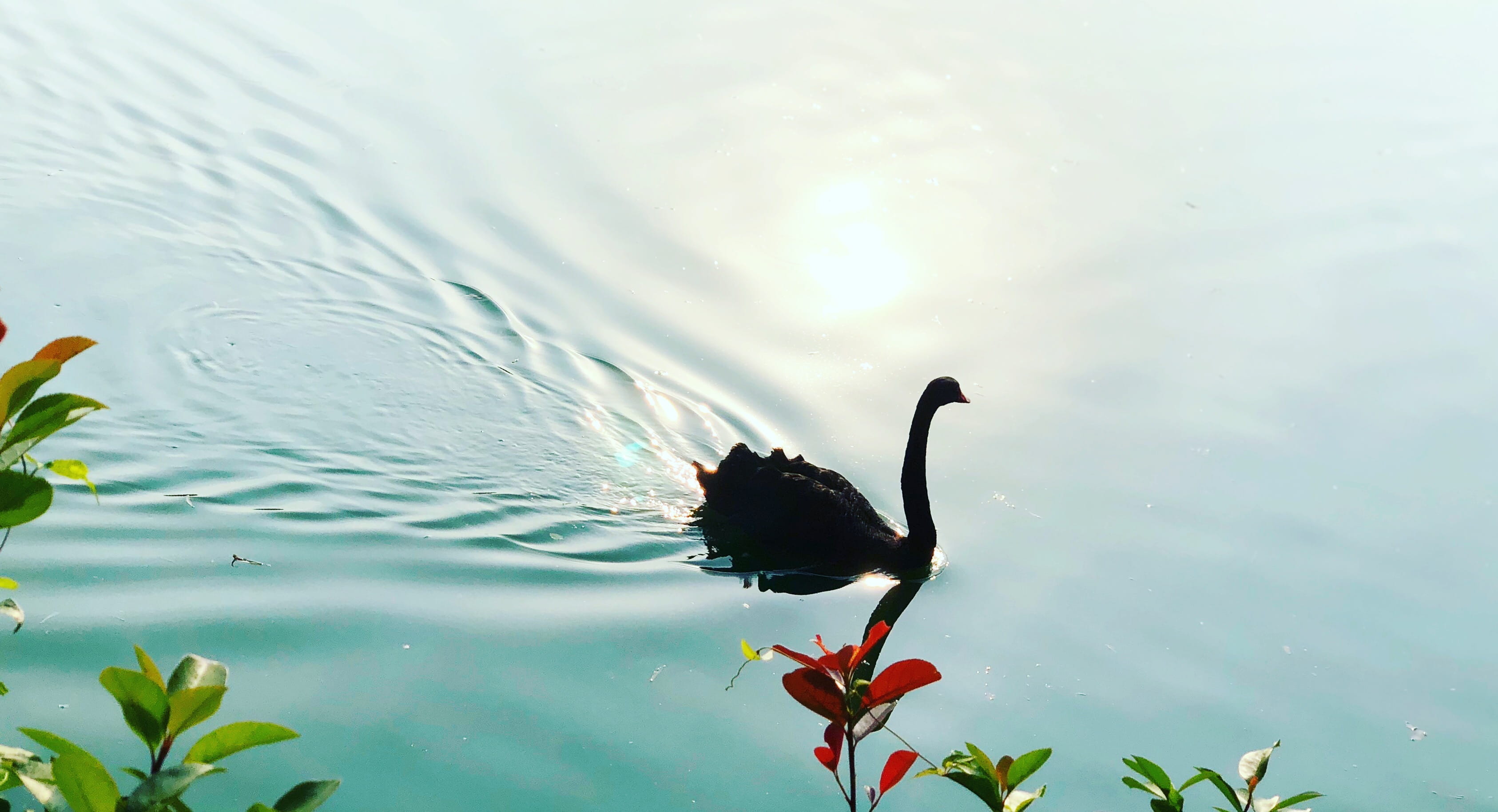 animal wildlife, nature, creek, pansy, swimming, beauty in nature, floating on water, day, 2K, water bird, water, outdoors, black swan, plant, blossom, HD Wallpaper