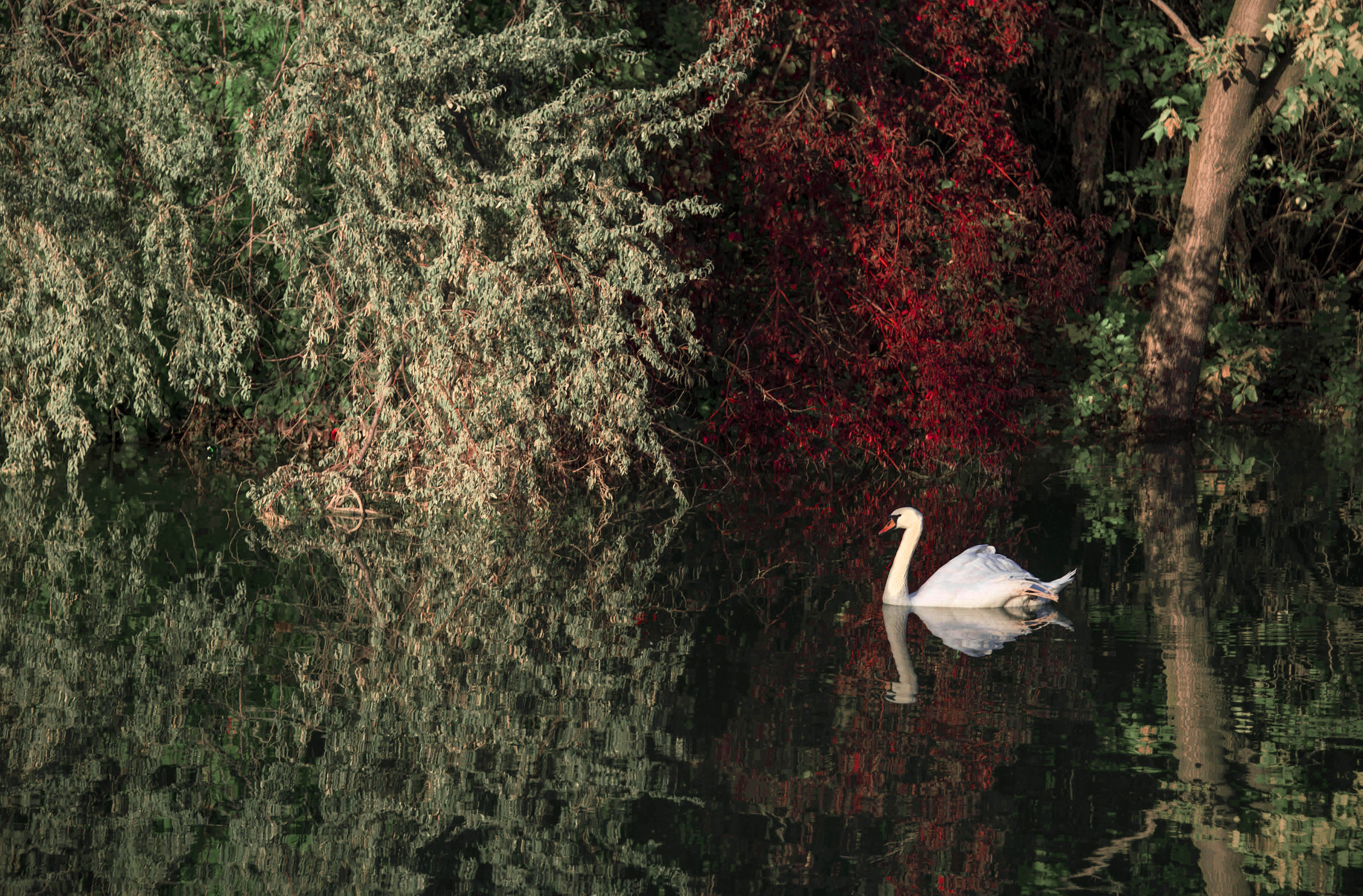 floating on water, blossom, red, flower, waterfowl, one animal, white, lake, animal themes, reflection, flamingo, aquatic, flock, nature, swimming, animal, HD Wallpaper