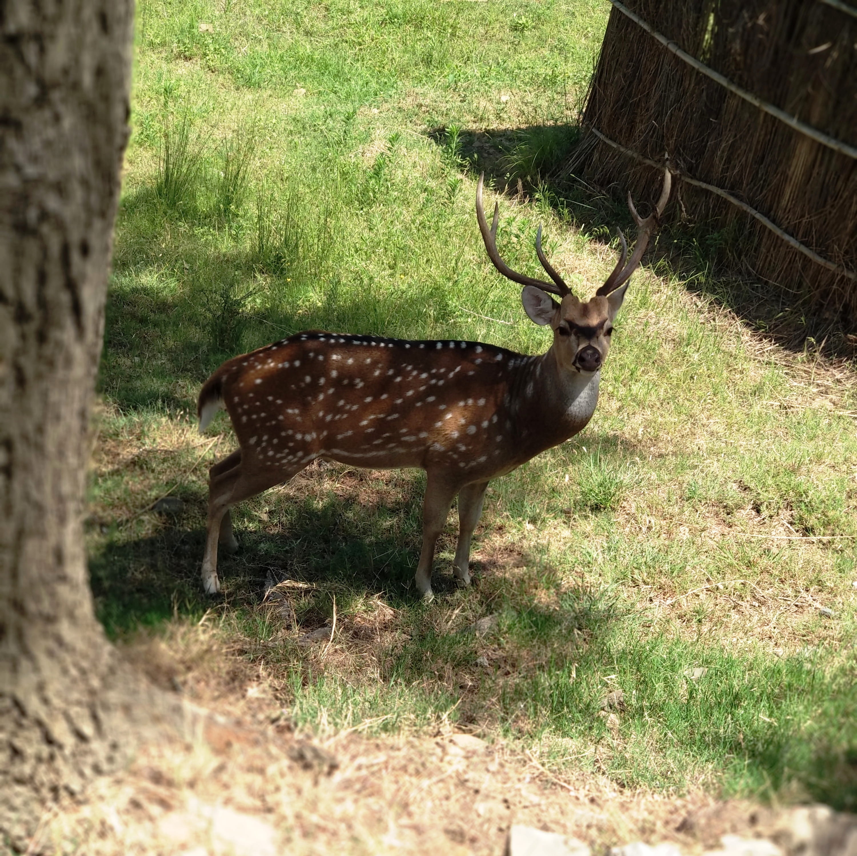 india, land, side view, no people, antler, 2K, garden, bird, animal themes, outdoors, grass, mantalai, domestic animals, elk, animal wildlife, day, ground, HD Wallpaper