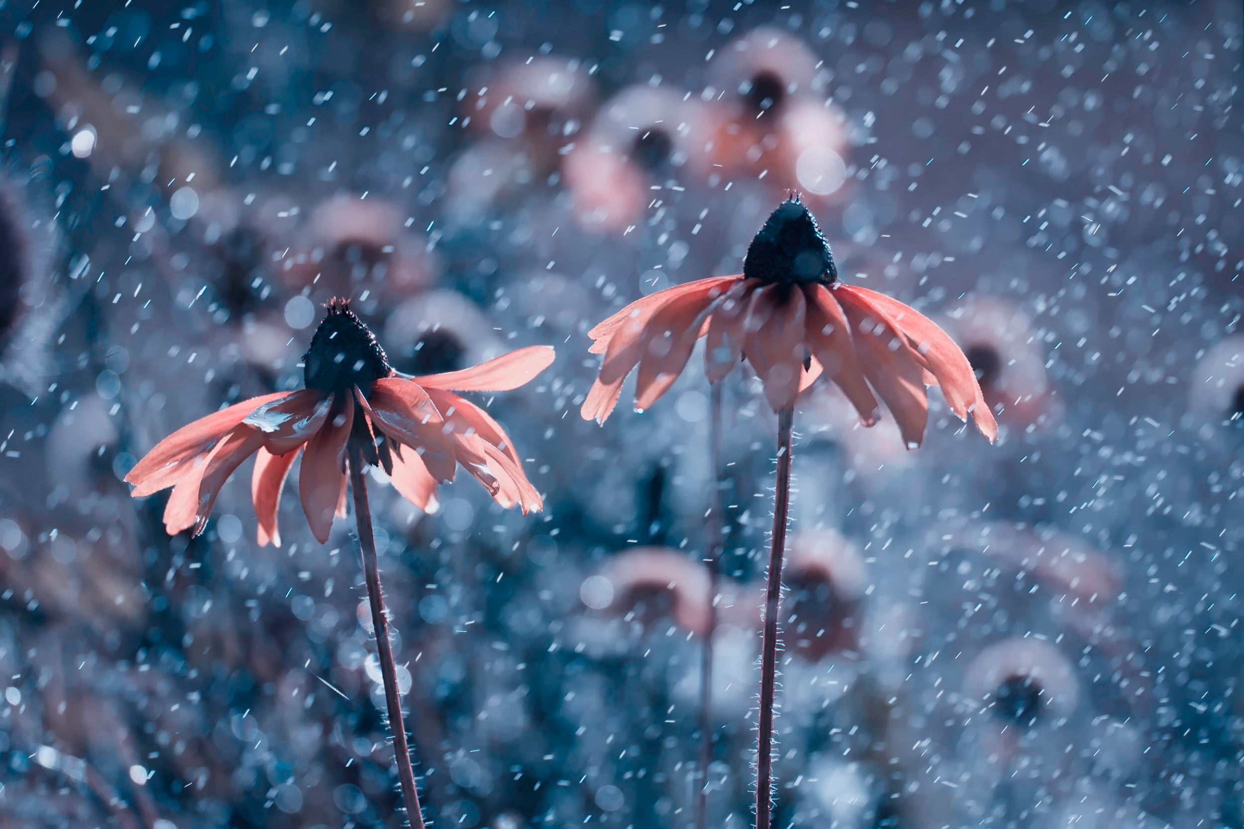 pink, snowing, fragility, flowers, growth, close-up, no people, outdoors, focus on foreground, vulnerability, selective focus, macro, nature, winter, spring, HD Wallpaper