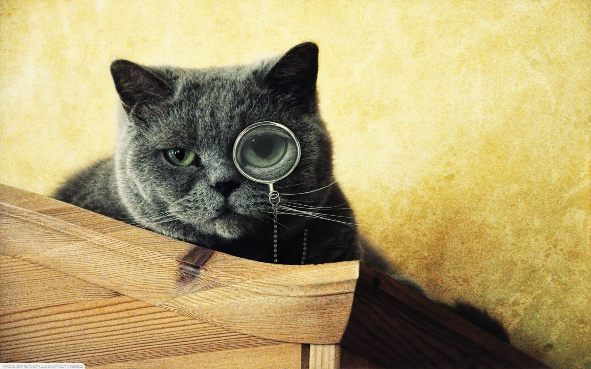 domestic, no people, wood - material, domestic cat, relaxation, animal head, vertebrate, Monocles, whisker, close-up, pets, mammal, animal themes, cats, HD Wallpaper