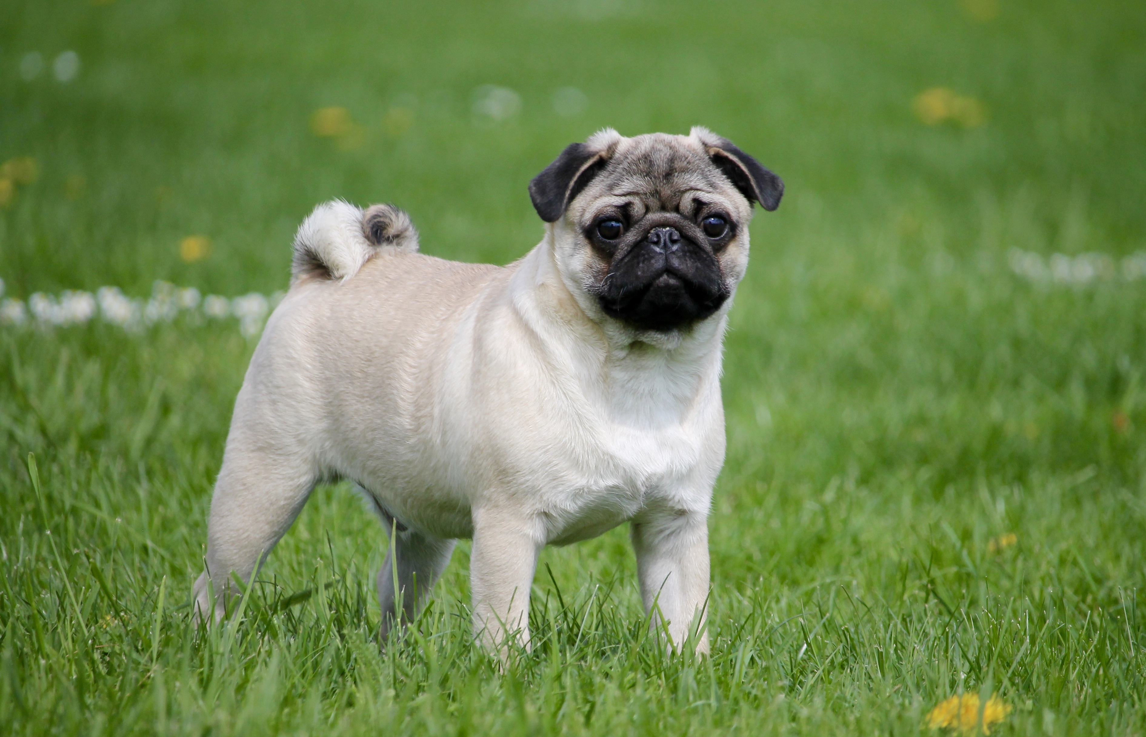 small, domestic, plant, canine, grassfield, purebred dog, shih tzu, no people, mammal, green, young animal, grass, portrait, lap dog, standing, pug, 2K, HD Wallpaper