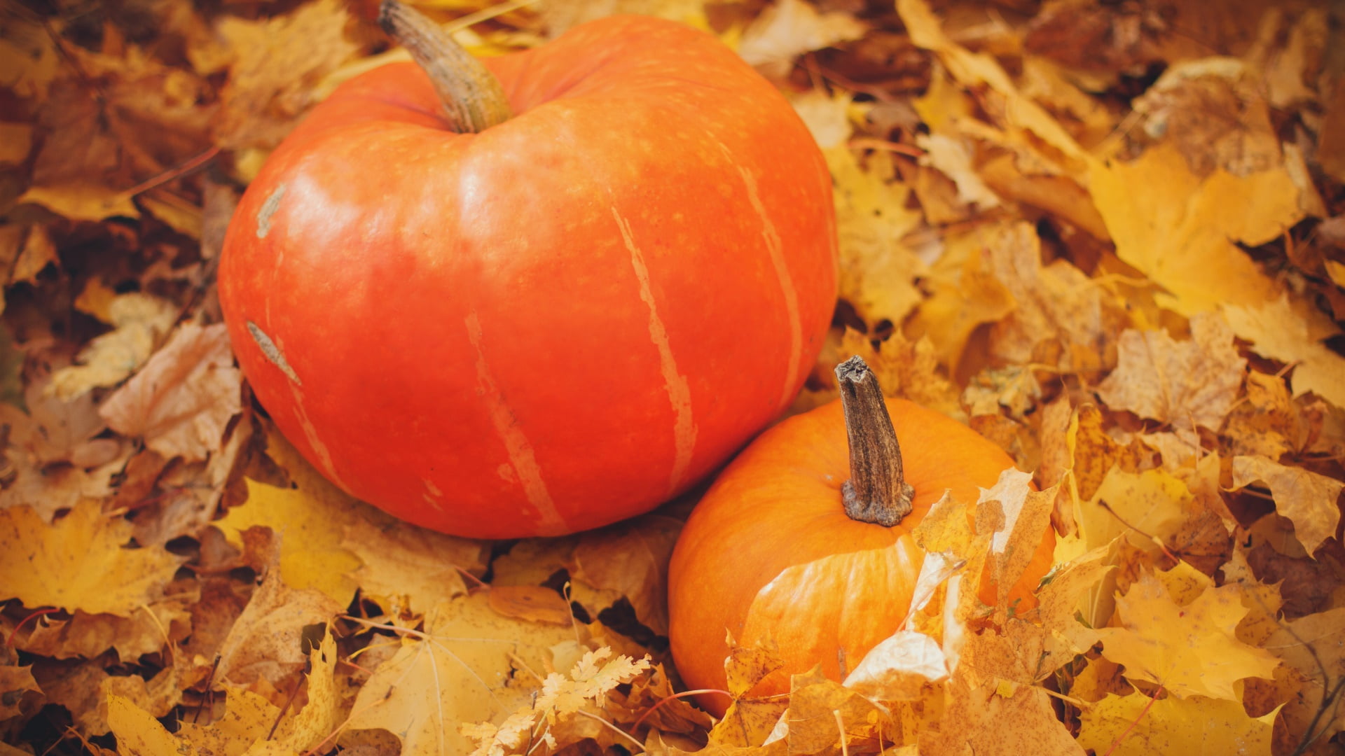 plant part, no people, autumn, autumn leaves, wellbeing, food and drink, outdoors, close-up, vegetable, pumpkin, autumn scenery, day, natural condition, HD Wallpaper