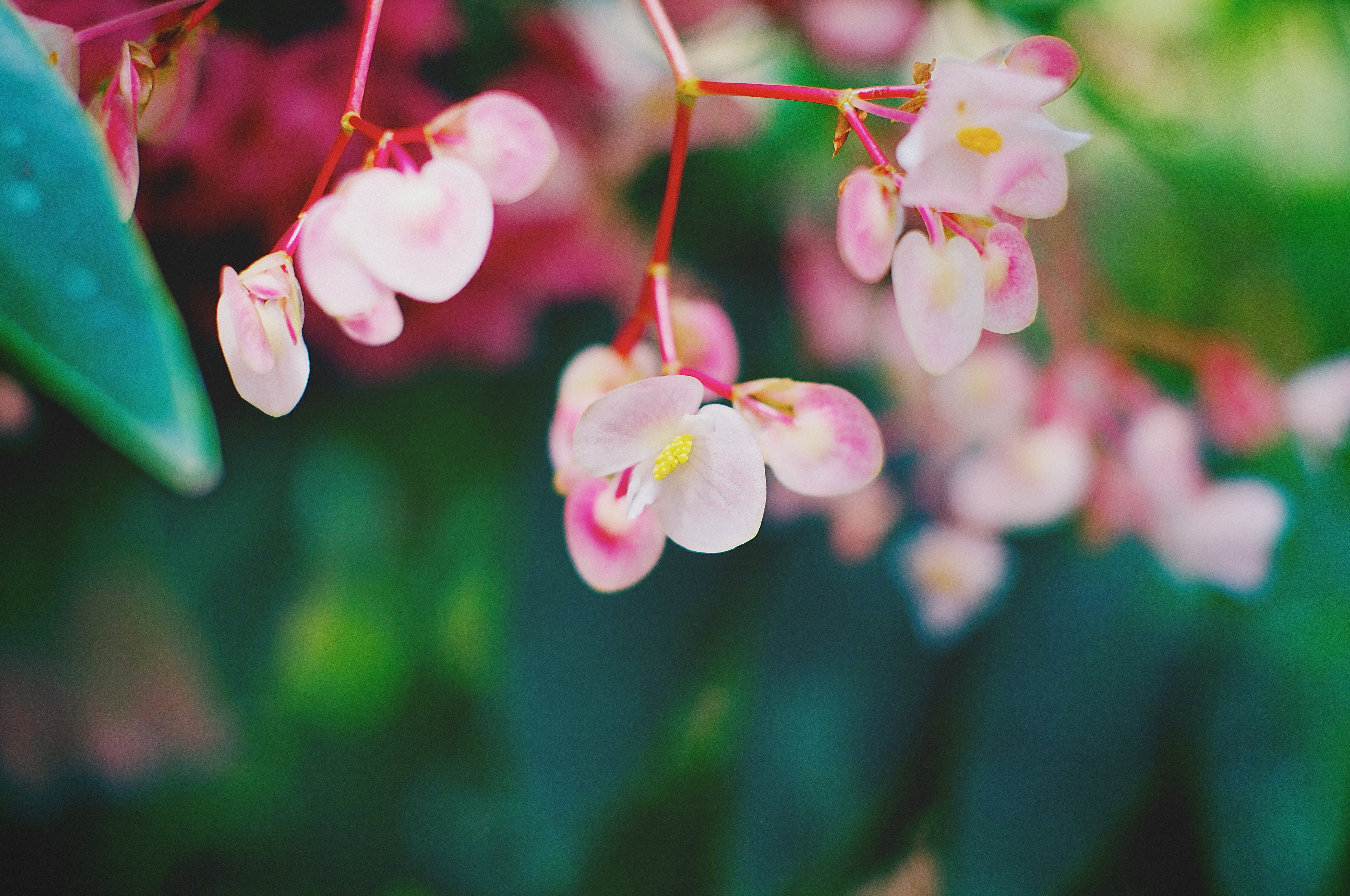 X mount, Begonia, flowers, Thai, branch, XF, APS-C, macro, tree, Aperture, X-Trans, f/1.4, colorful, mirrorless, CMOS, beautiful, flower Head, fast lens, HD Wallpaper
