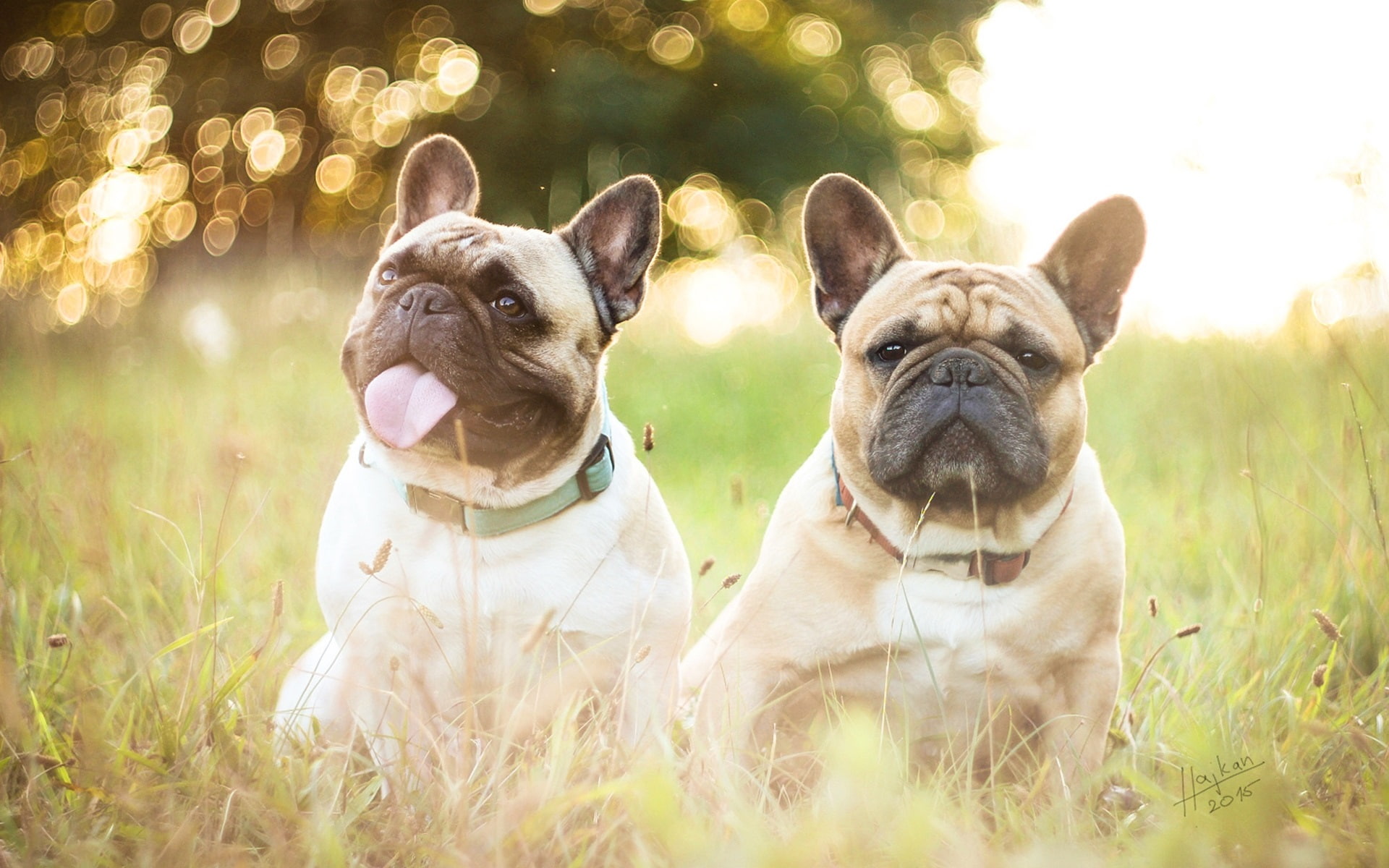 Grass, French, Dogs, Bulldogs, 1080P, Two, HD Wallpaper