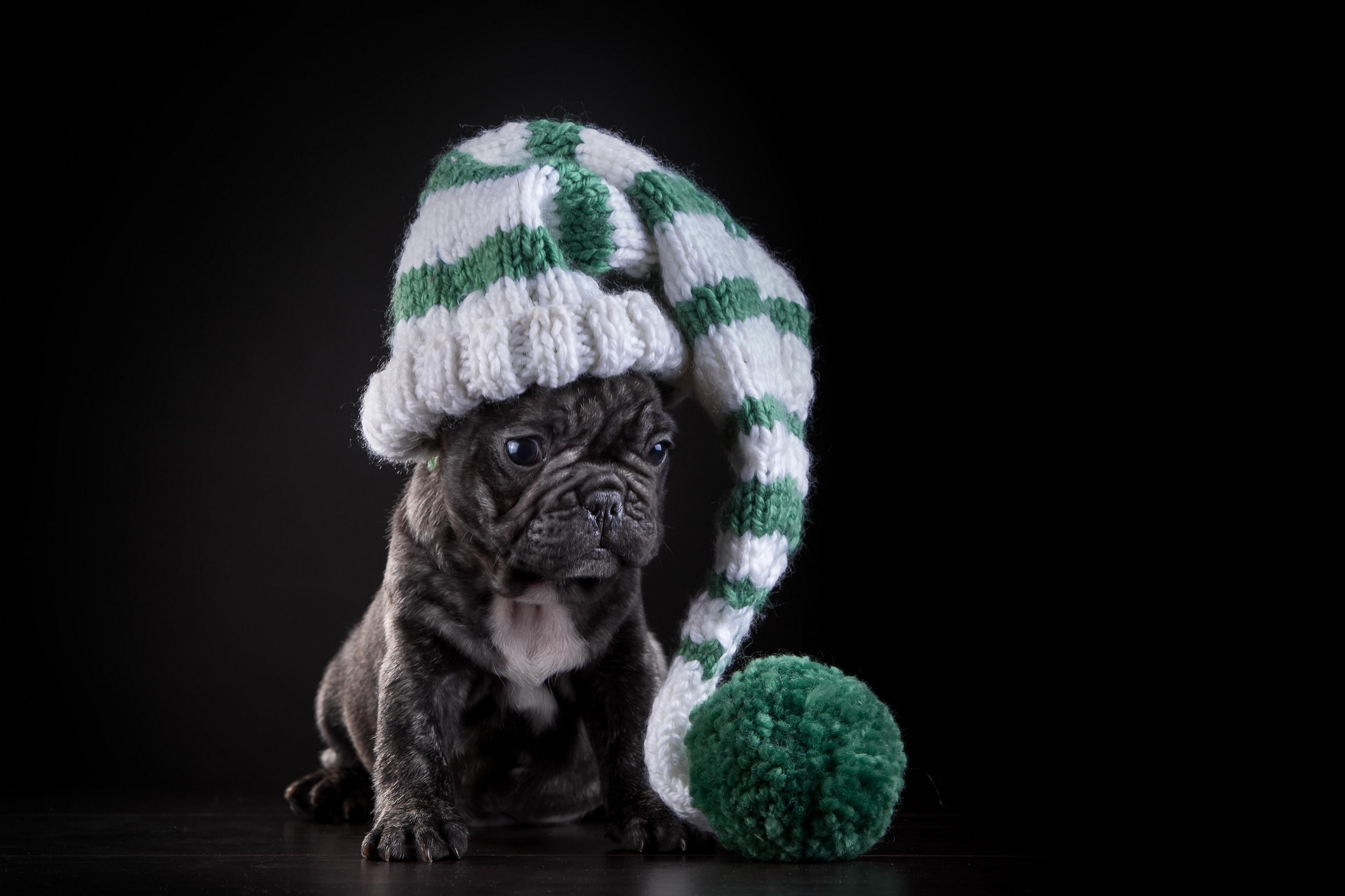 hat, French bulldog, 2K, dog, french, puppy, bulldog, brindle, HD Wallpaper