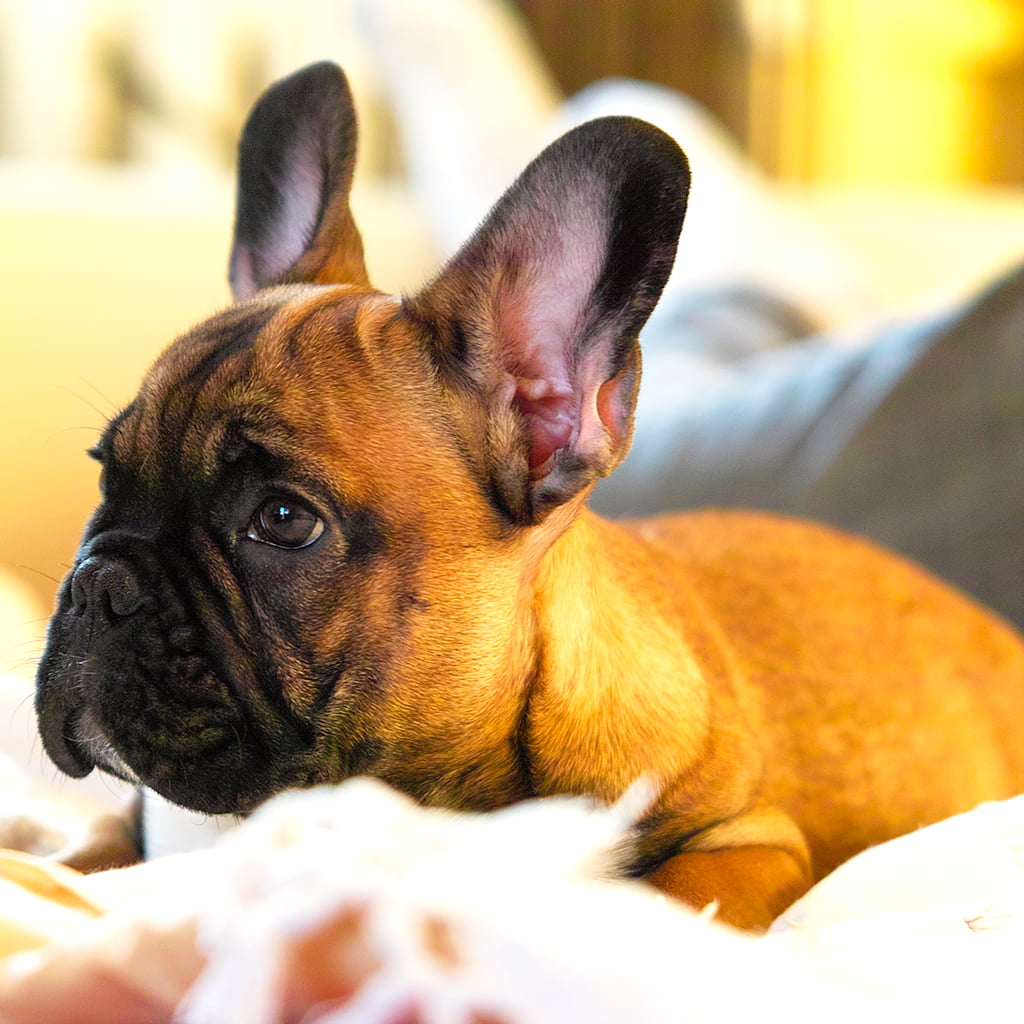 pies, animal, domestic Animals, french, bulldog, pets, 480P, cute, tan, French Bulldog, puppy, small, purebred Dog, Francais, young Animal, Bullies, canine, Phone HD Wallpaper