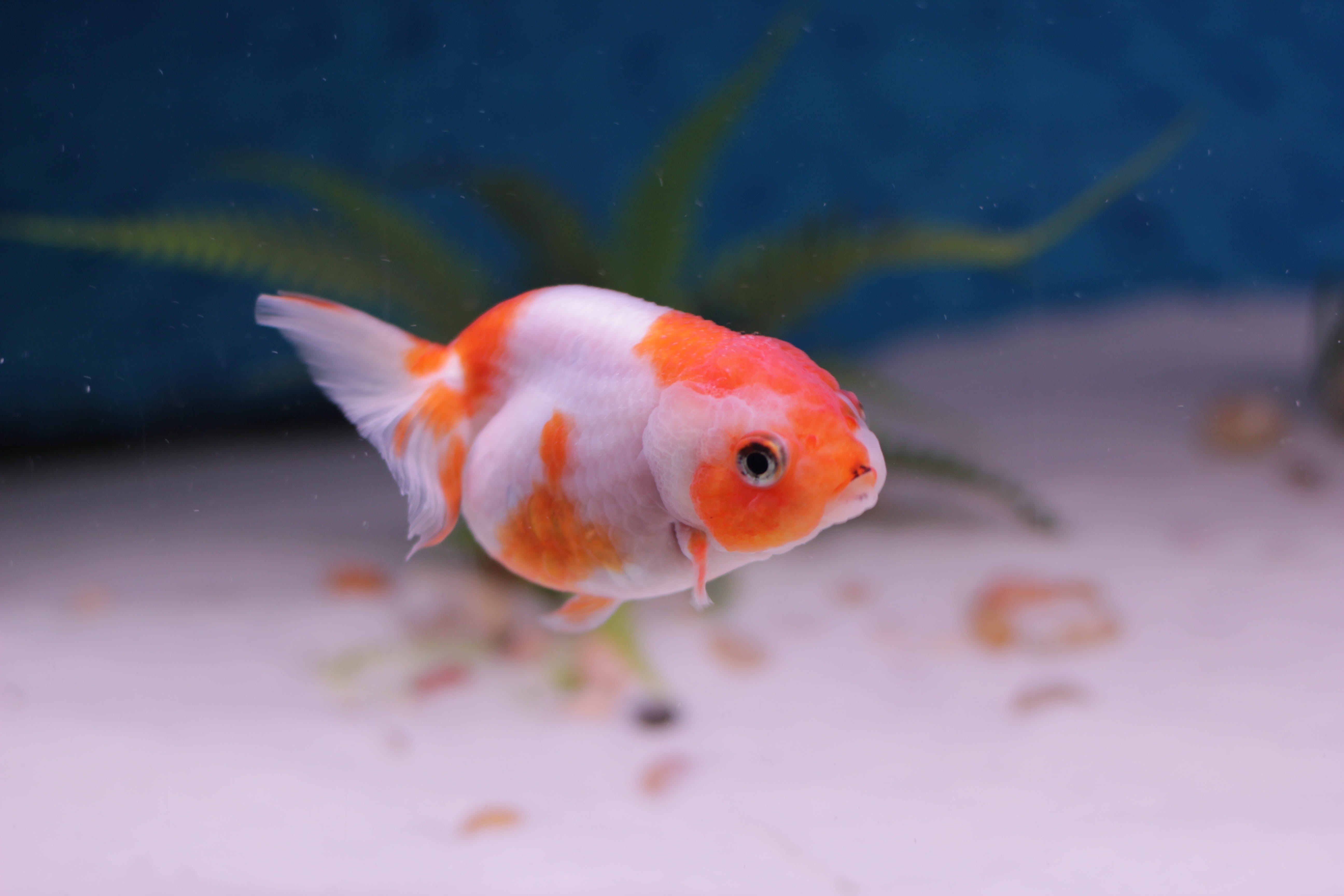 one animal, swimming, Goldfish, Lion Head, animal, animal eye, 5K, Aquarium, animal wildlife, glass - material, underwater, no people, cute, sea life, HD Wallpaper