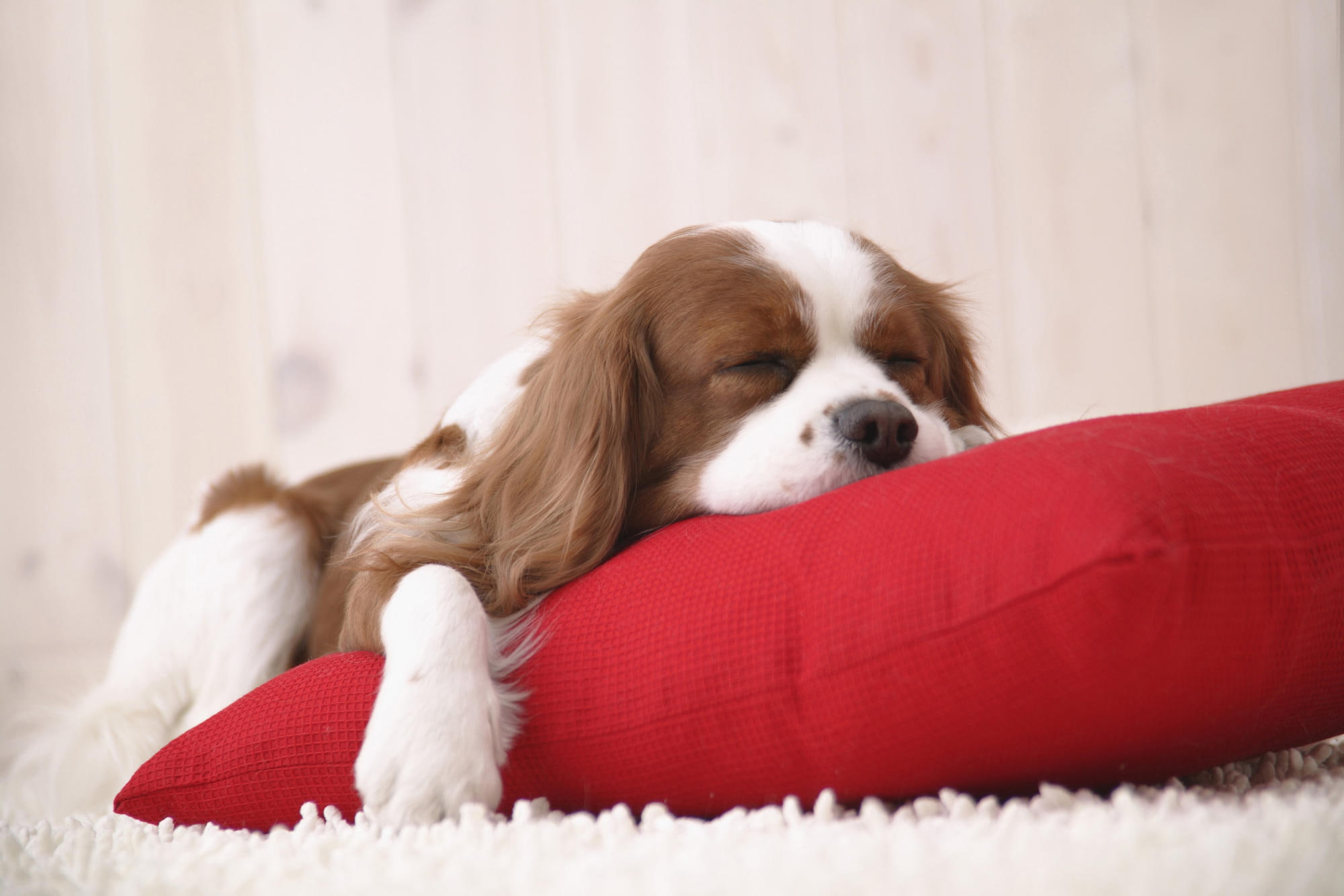 king, pillow, sleeping, tan, cavalier, red, charles, with, spaniel, puppy, animals, 1080P, white, HD Wallpaper