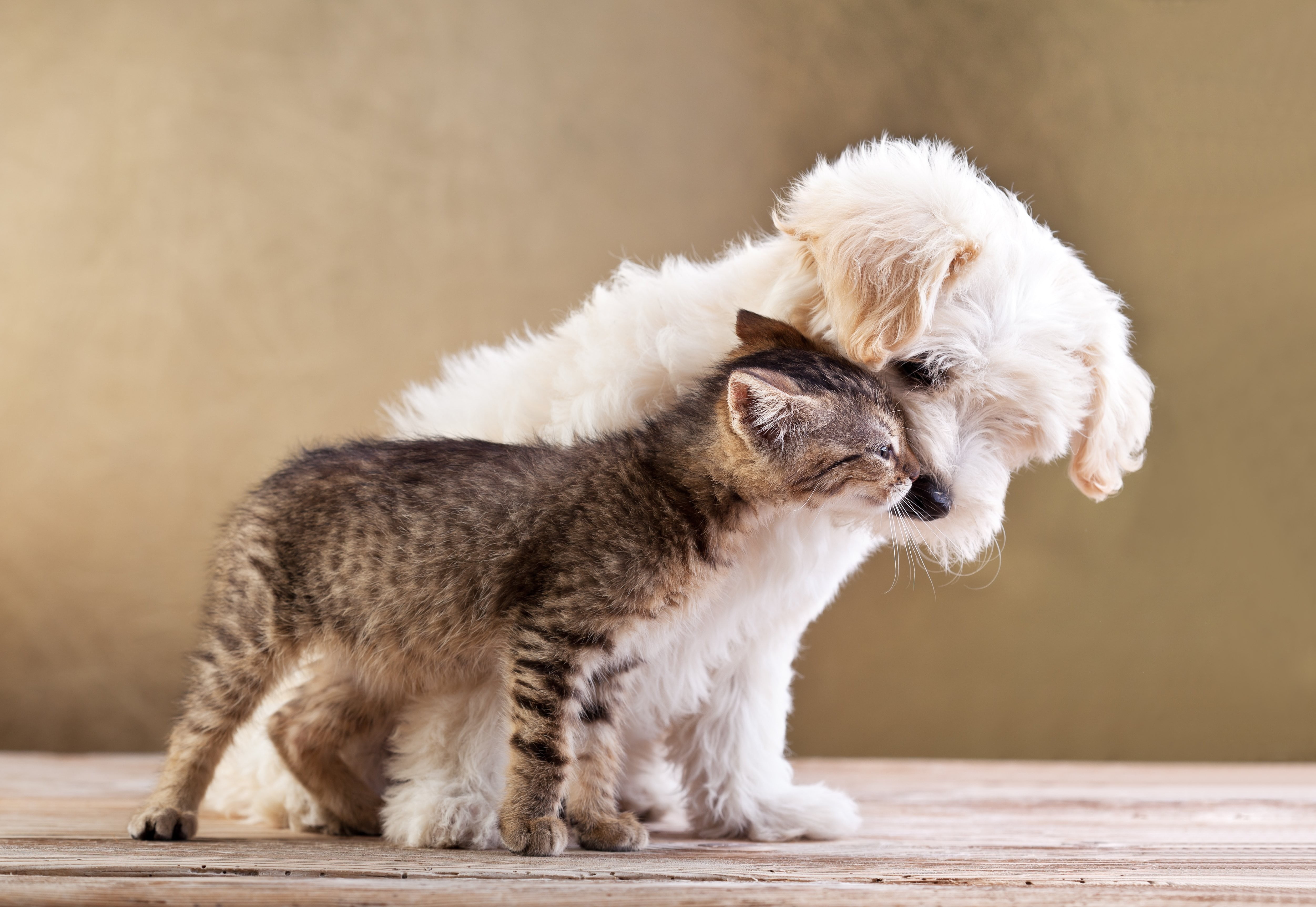 sitting, looking, looking away, dog, domestic, animals, mammal, animal family, side view, pets, one animal, no people, vertebrate, puppy, day, herbivorous, HD Wallpaper