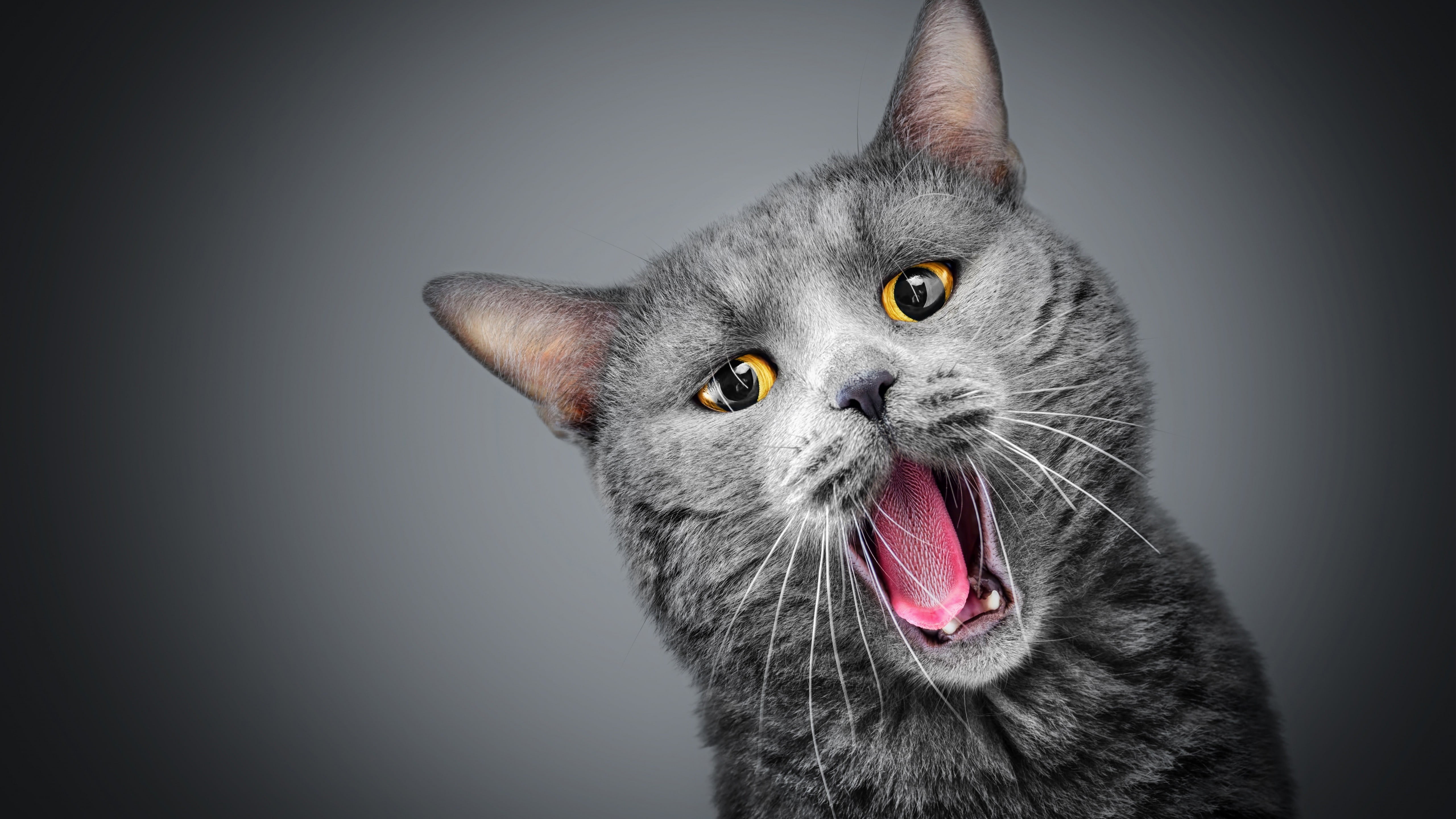 vertebrate, portrait, gray background, yawn, domestic, animal tongue, studio shot, indoors, yawning, no people, one animal, whiskers, emotion, sticking out tongue, HD Wallpaper
