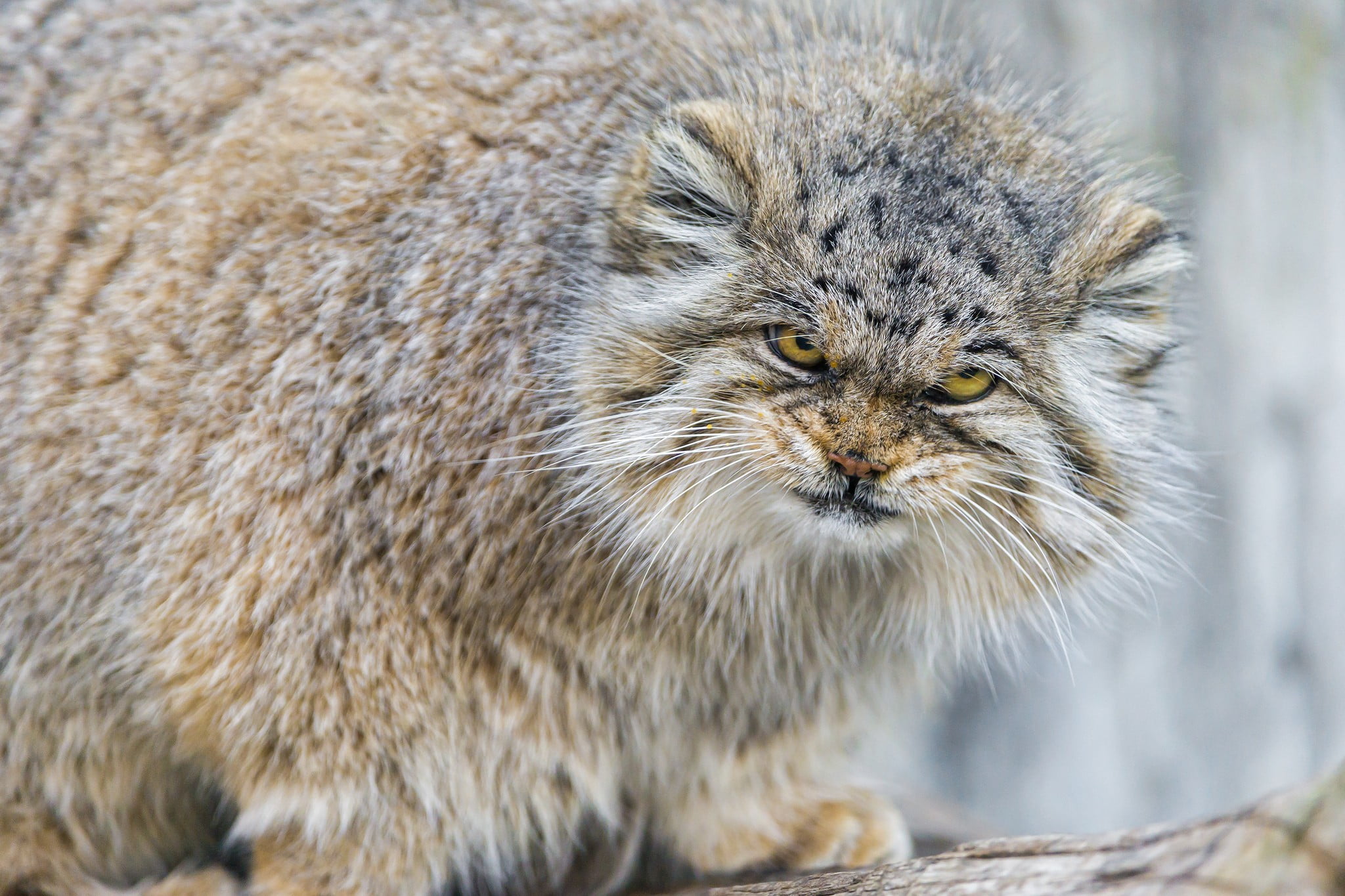feline, close-up, portrait, animal hair, cat, coated, no people, domestic, hair, vertebrate, animals in the wild, Pallas Cat, animal wildlife, looking, HD Wallpaper