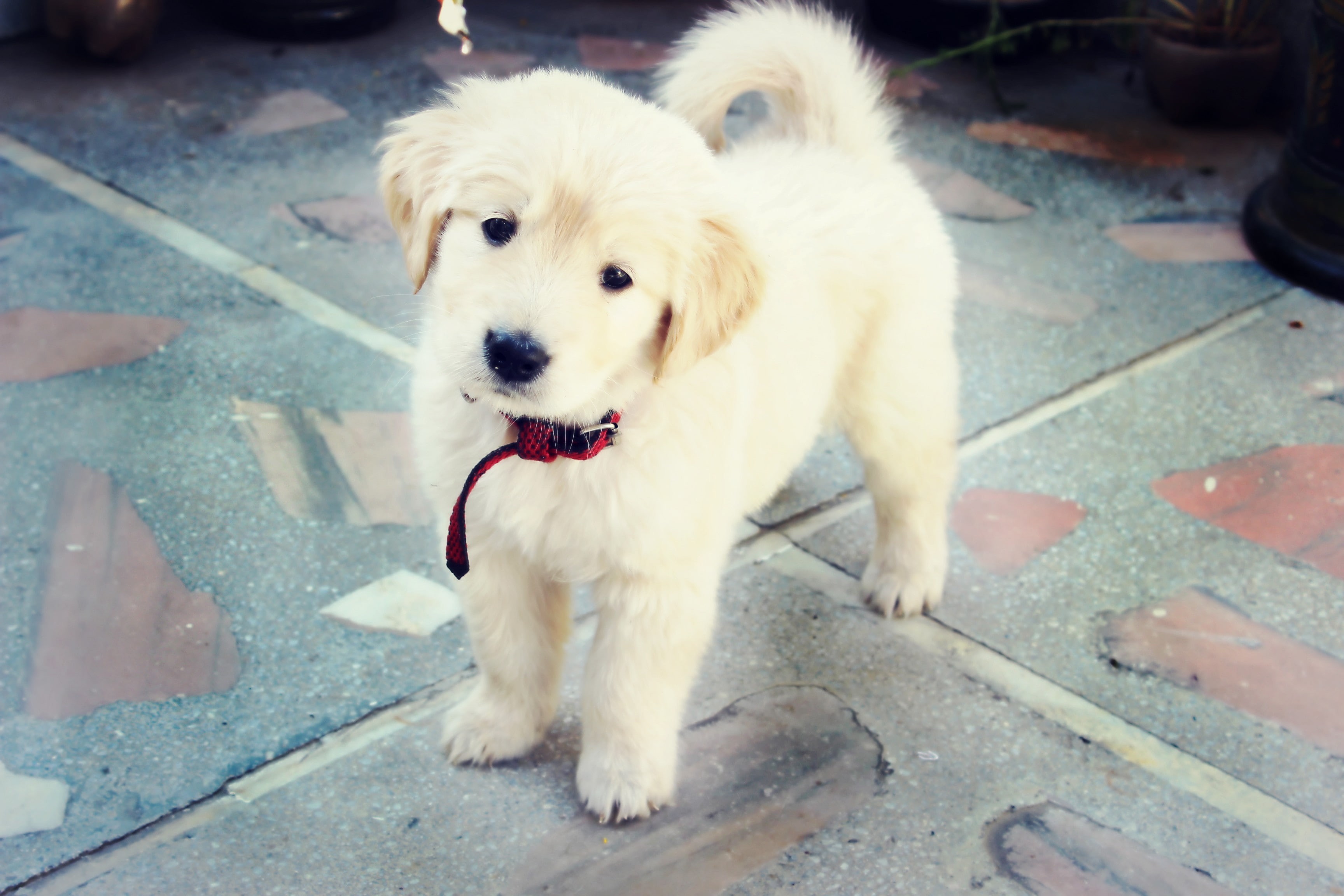 2K, golden retrievers, puppies, dog, HD Wallpaper