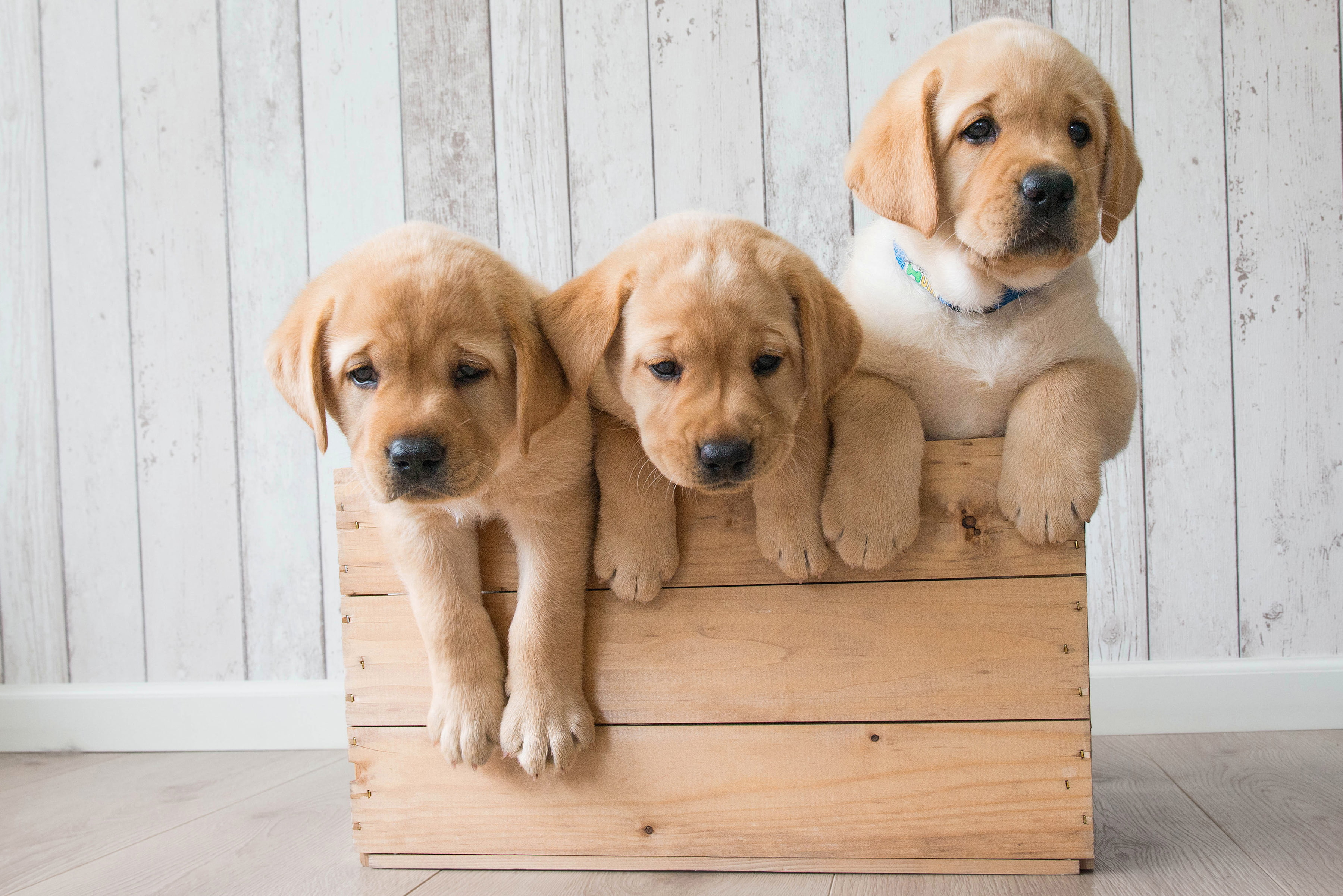 puppy, domestic, purebred dog, animal family, animal, group of animals, no people, indoors, young animal, portrait, 2K, vertebrate, looking at camera, HD Wallpaper