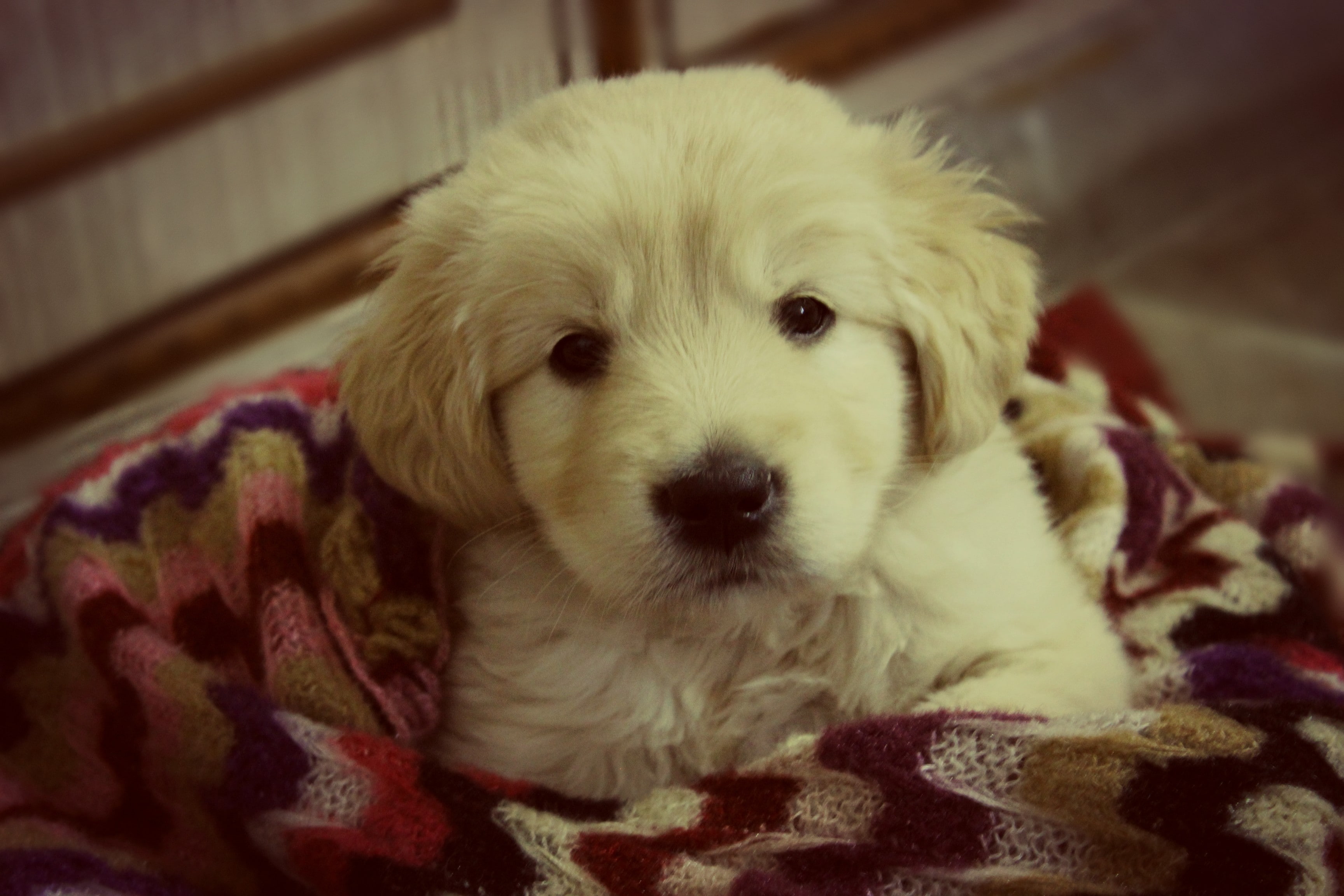 golden retrievers, portrait, close-up, vertebrate, relaxation, mammal, animal head, no people, animal themes, animal, animal body part, domestic, cute, HD Wallpaper