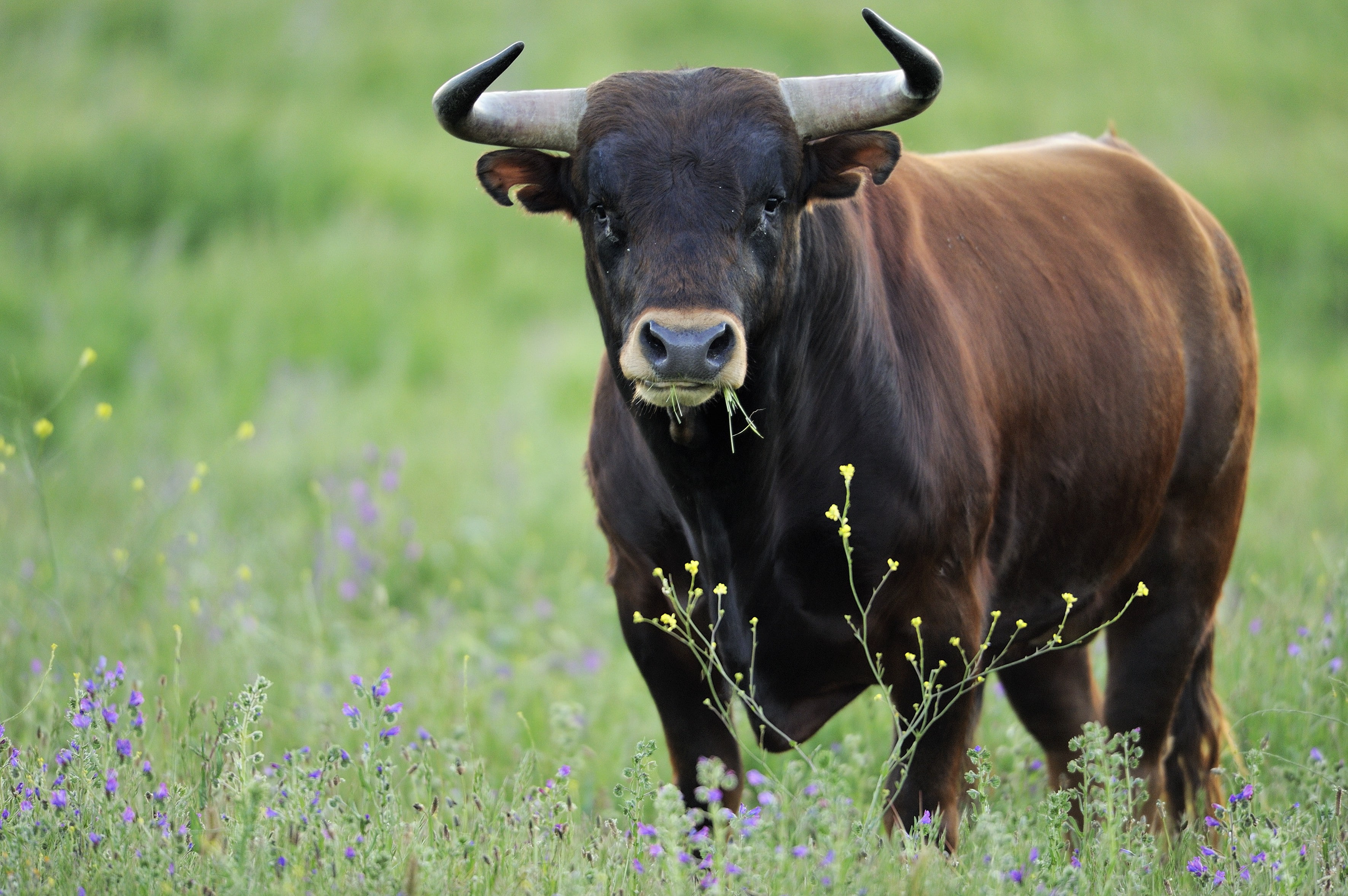 Bull, power, strength, 2K, look, confidence, HD Wallpaper