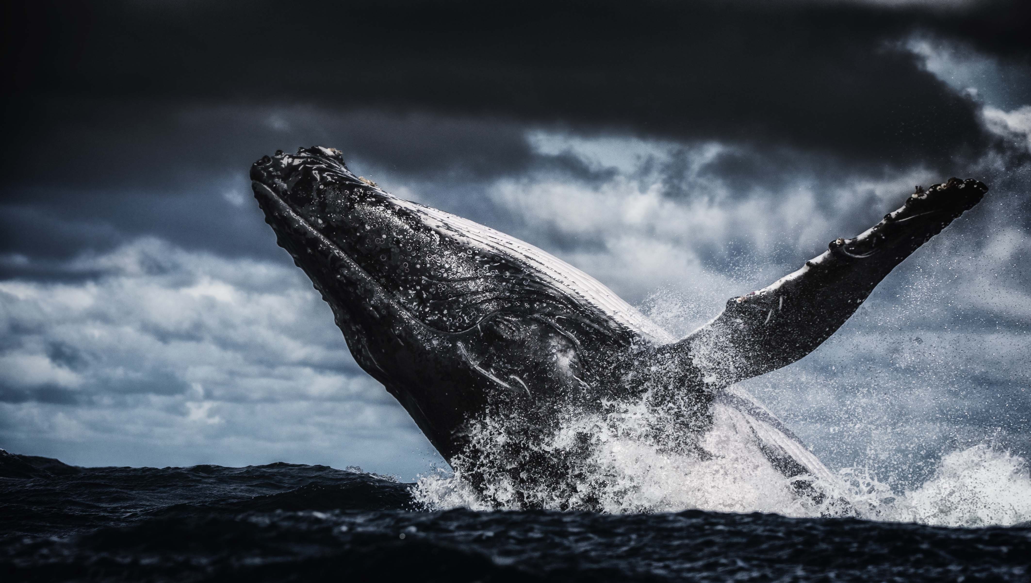 humpback whale, 4K, HD Wallpaper