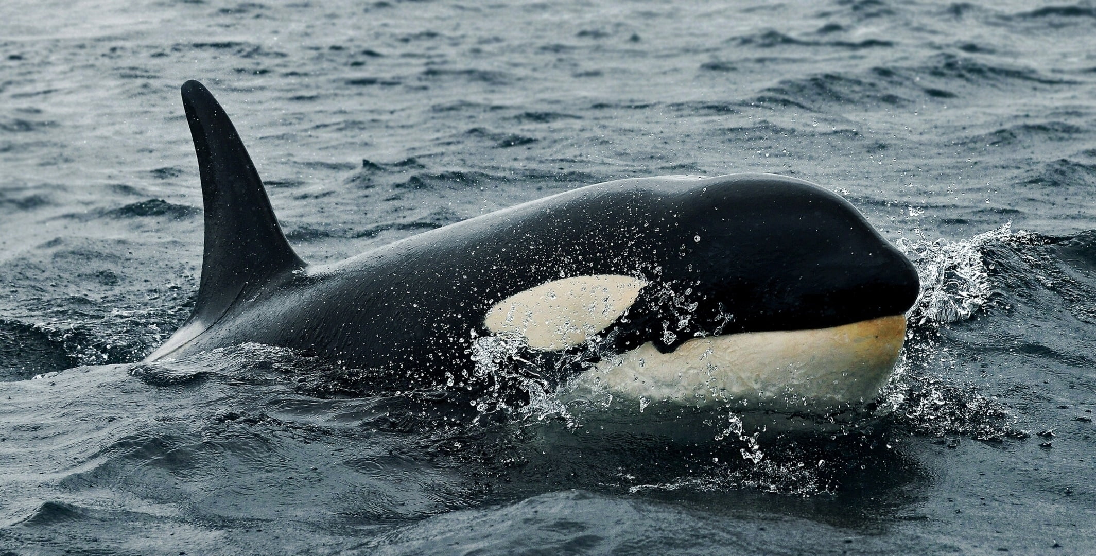outdoors, day, whale, one animal, sea, animal, animal wildlife, waves, animals in the wild, mammal, killer Whale, 1080P, no people, wildlife, water, splashing, HD Wallpaper
