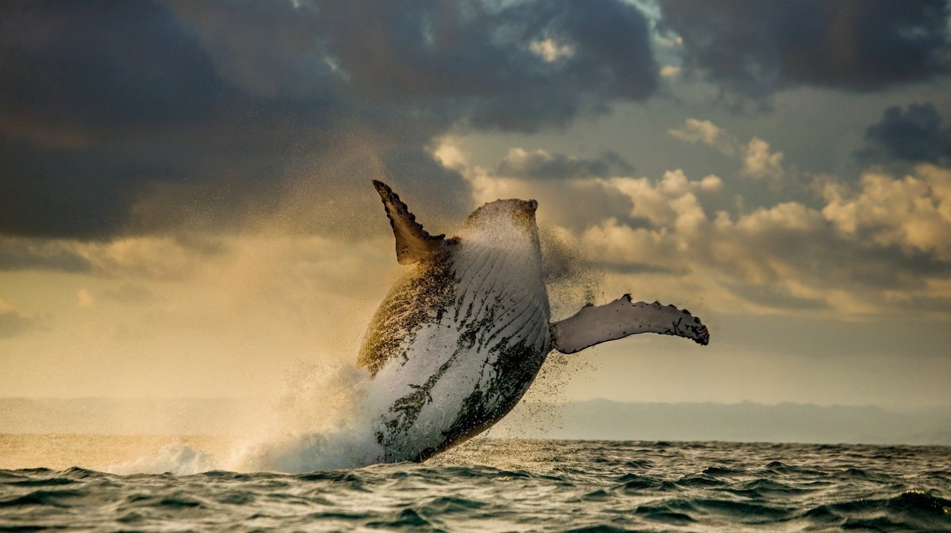 Animal, Humpback Whale, Whale, Wildlife, Breaching, Jump, Sea, 1080P, Mammal, HD Wallpaper