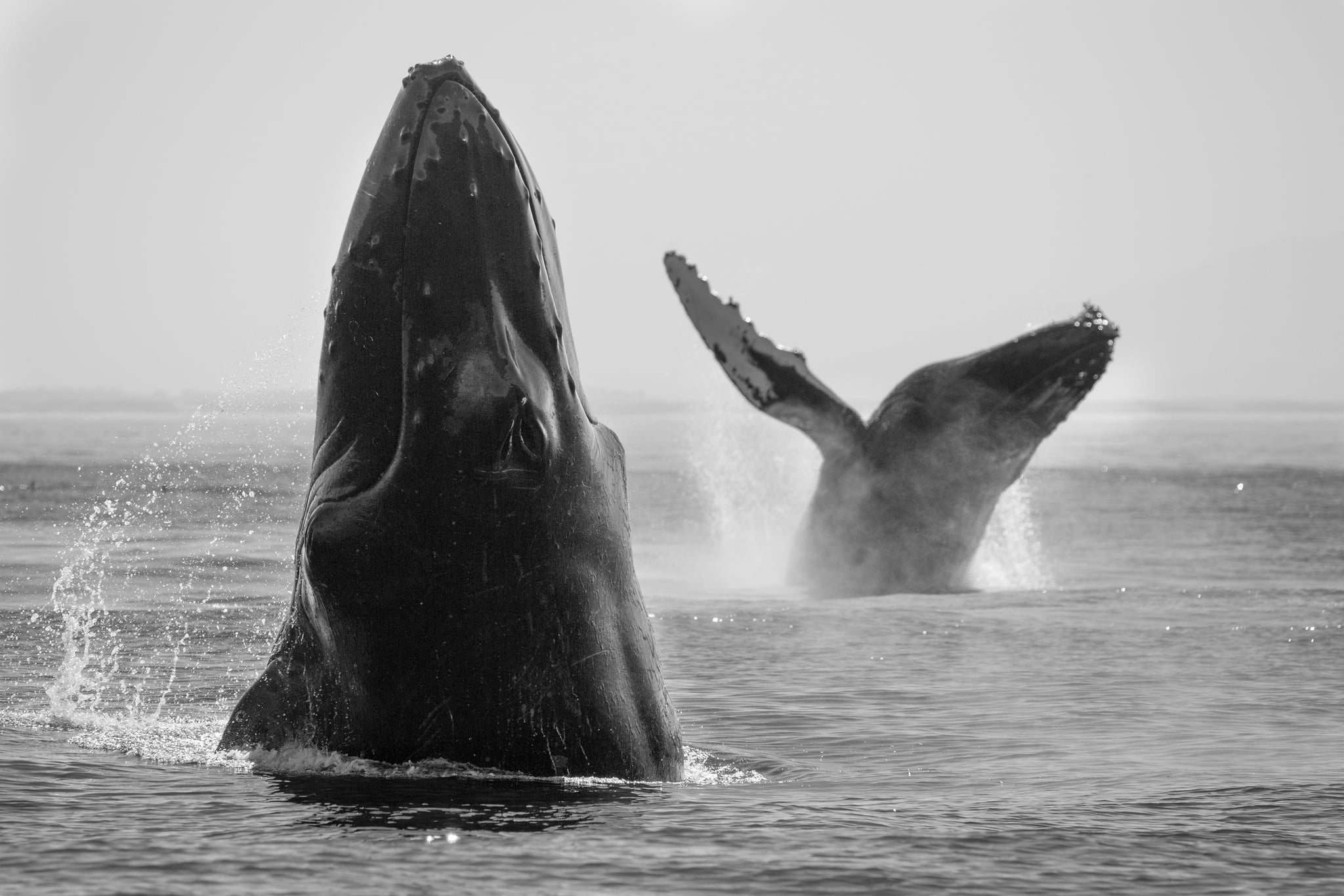 Humpback Whale, Whale, Animal, 1080P, Black and White, Sea Life, HD Wallpaper