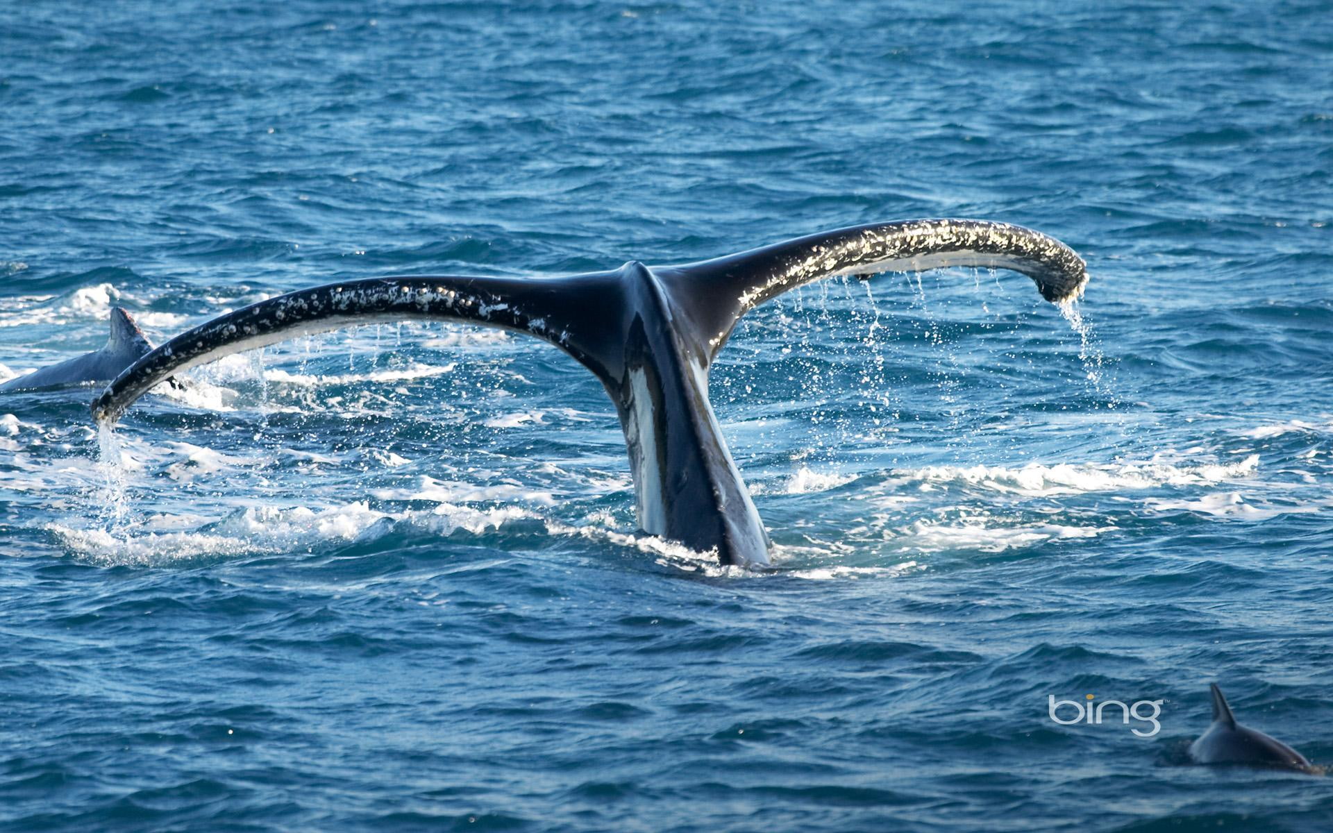 animals, australia, whale, tail, queensland, humpback, queensl, 1080P, HD Wallpaper