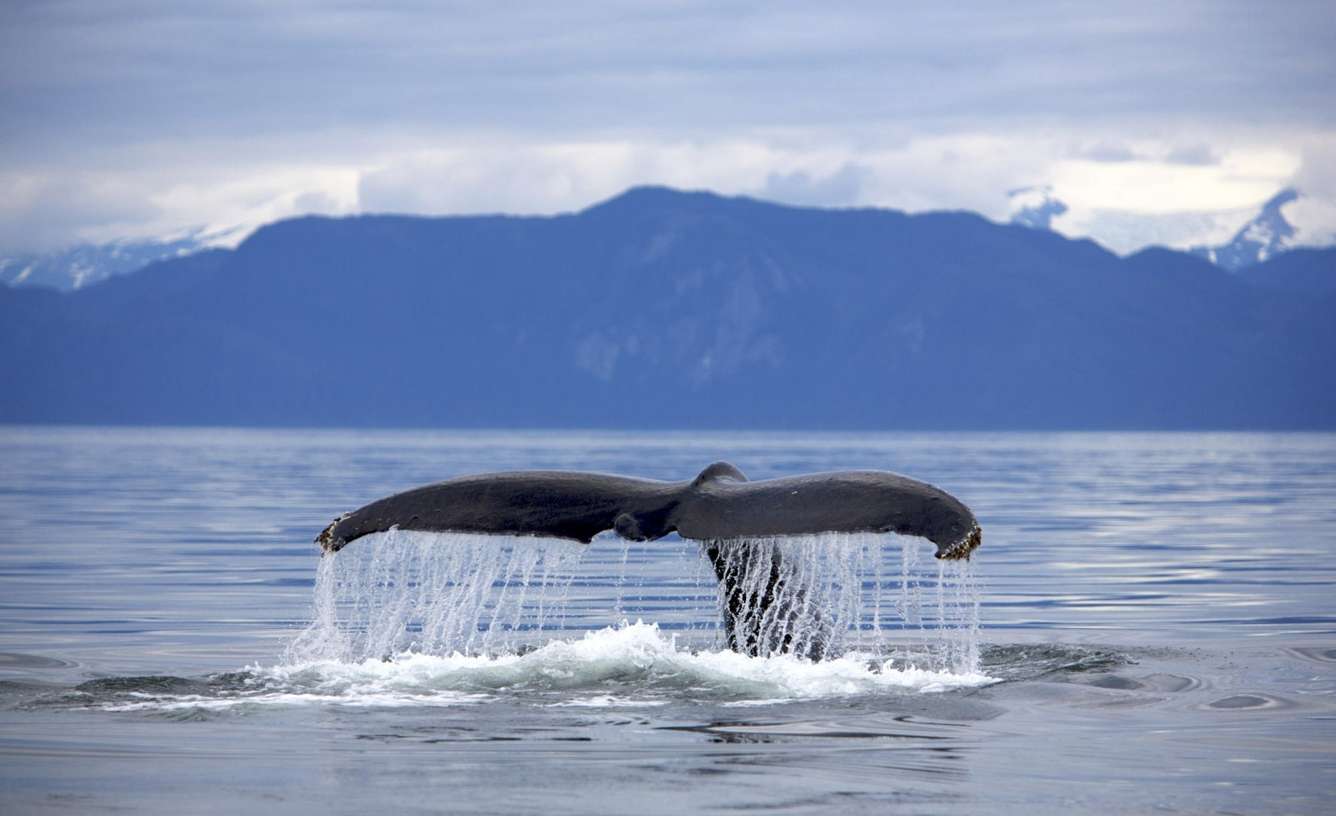 sky, beauty in nature, water, tail fin, Megaptera, animal themes, outdoors, Whale, no people, nature, Frederick, mountain range, one animal, Tail, humpback whale, HD Wallpaper