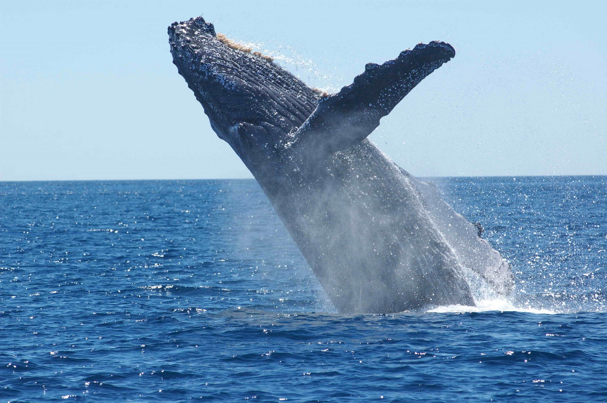 animal themes, horizon, aquatic mammal, vertebrate, marine, horizon over water, spray, cetacean, tail fin, 1080P, ocean, animal wildlife, whale, humpback, HD Wallpaper