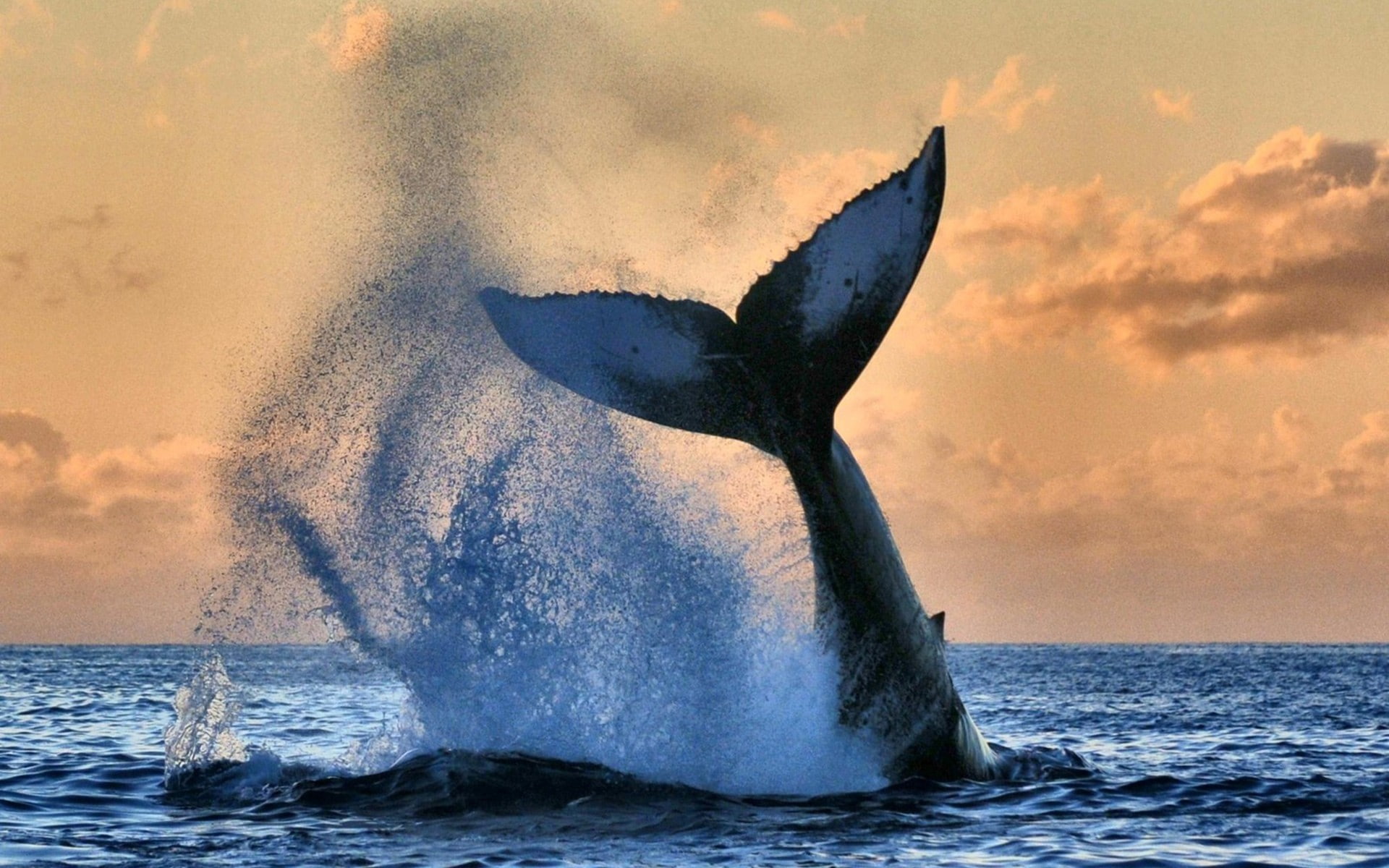 whale, animals, nature, sea, 1080P, sky, HD Wallpaper