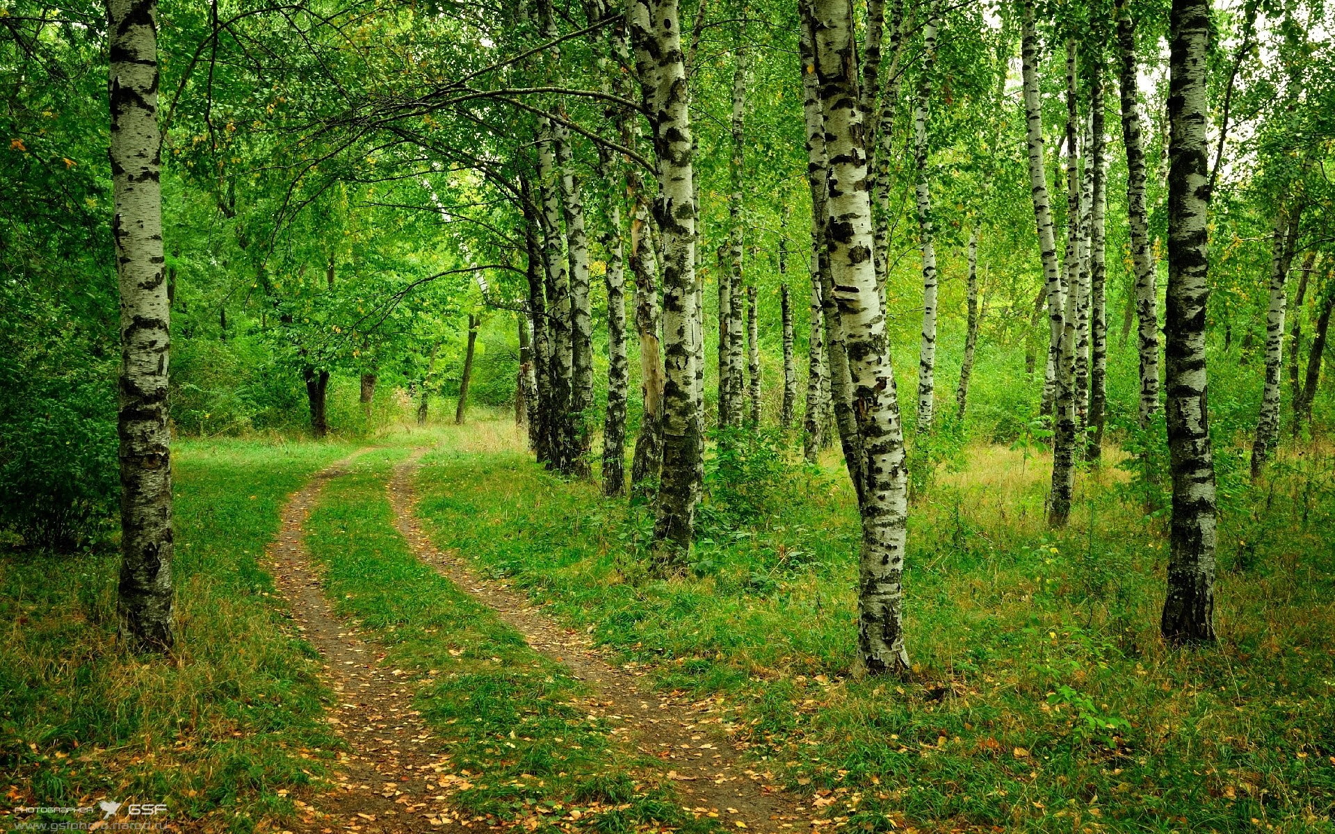 trail, 1080P, hd, green, path, nature, trees, forest, HD Wallpaper