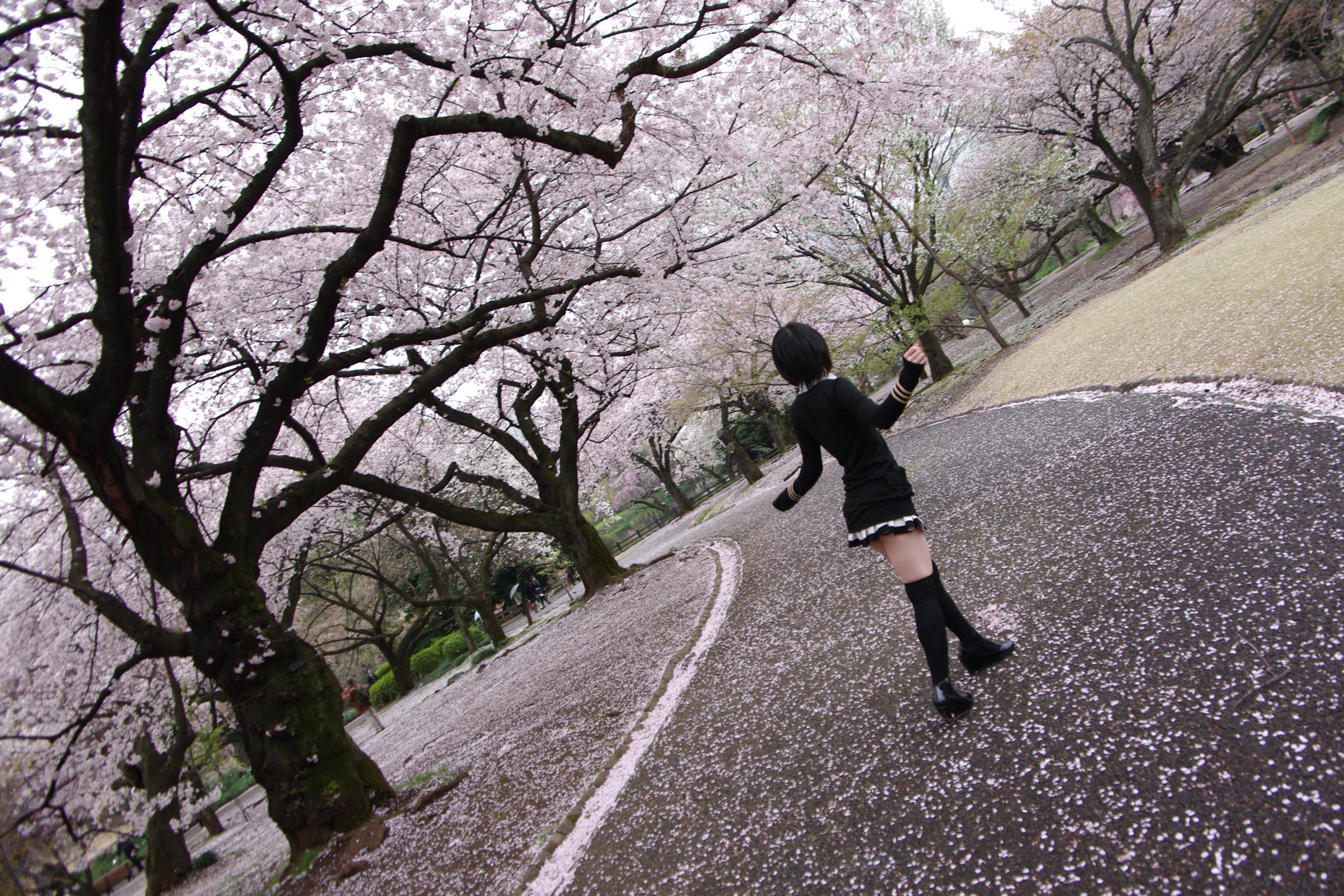 skirt, day, 1080P, plant, real people, tree, legs, one person, school uniform, the way forward, spring, bare tree, nature, Ushijima Iiniku, thigh-highs, HD Wallpaper