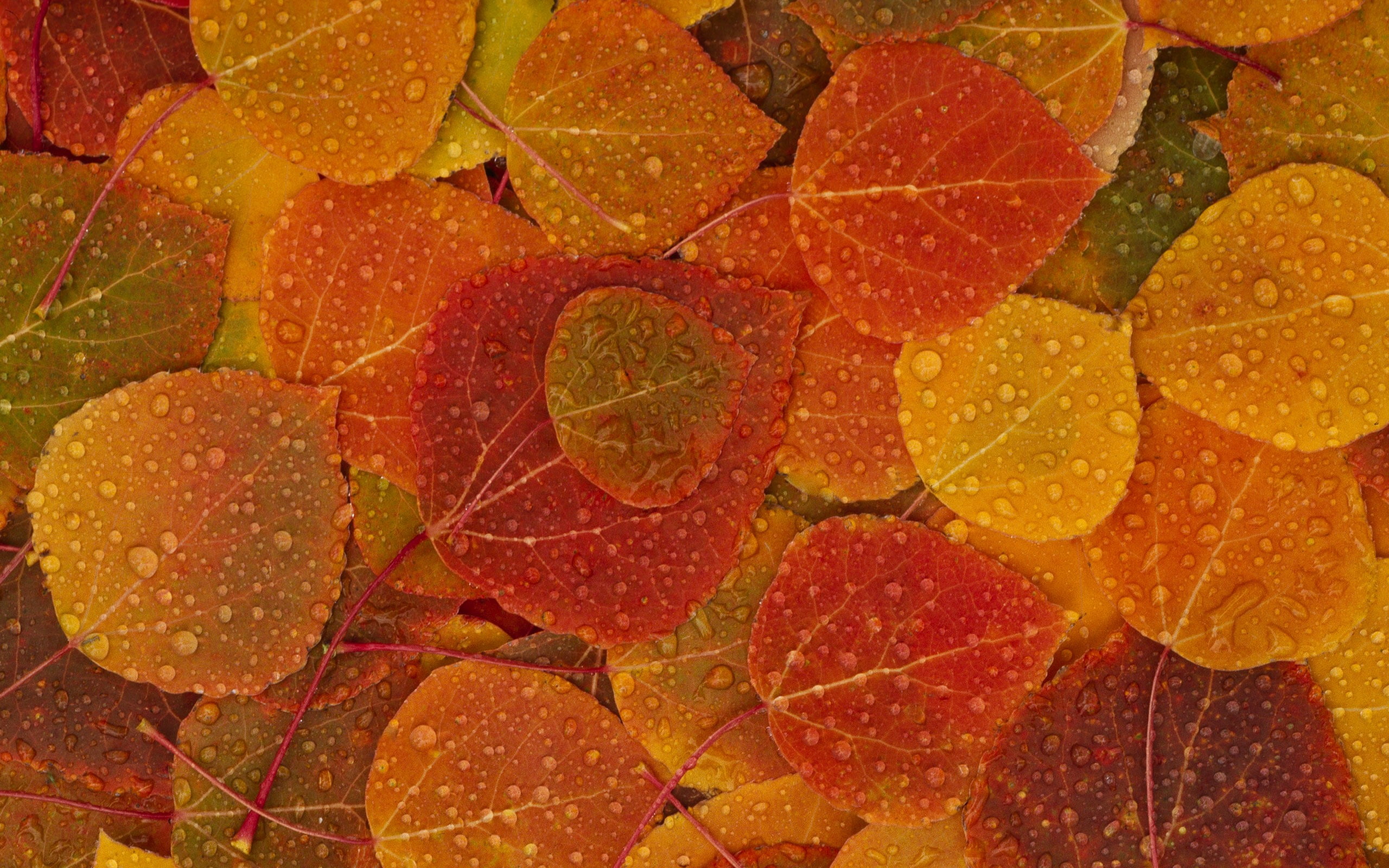 orange, full frame, close-up, food, still life, leaf, red, water drops, plant part, indoors, autumn, citrus fruit, beauty In Nature, abstract, backgrounds, HD Wallpaper