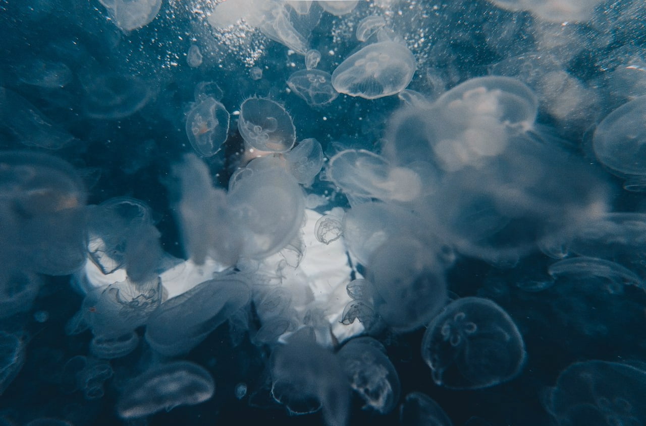 sea, 720P, men, animals in the wild, photography, large group of animals, face-off, transparent, jellyfish, water, animal themes, swimming, untitled, animal wildlife, HD Wallpaper