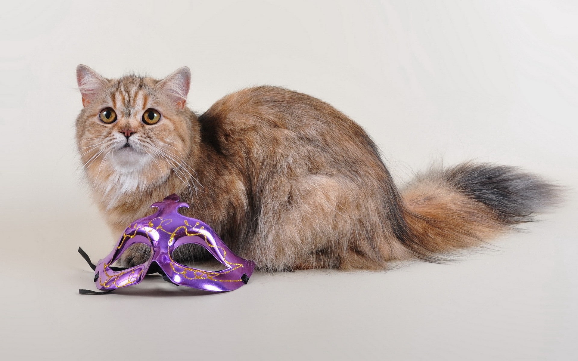 1080P, cat, simple background, animals, venetian masks, HD Wallpaper