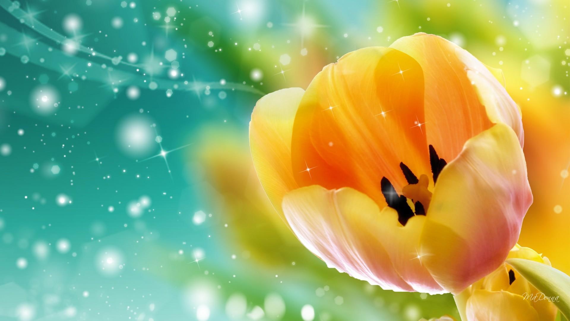 stars, shine, fleur, glow, cyan, bright, first, yellow, tulip, spring, aqua, dutch, 1080P, gold, sparkles, holland, HD Wallpaper