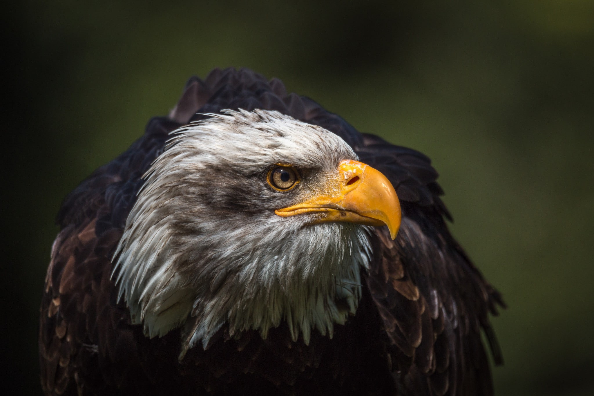 headed, Bird, 1080P, gray, brown, bald, eagle, white, HD Wallpaper
