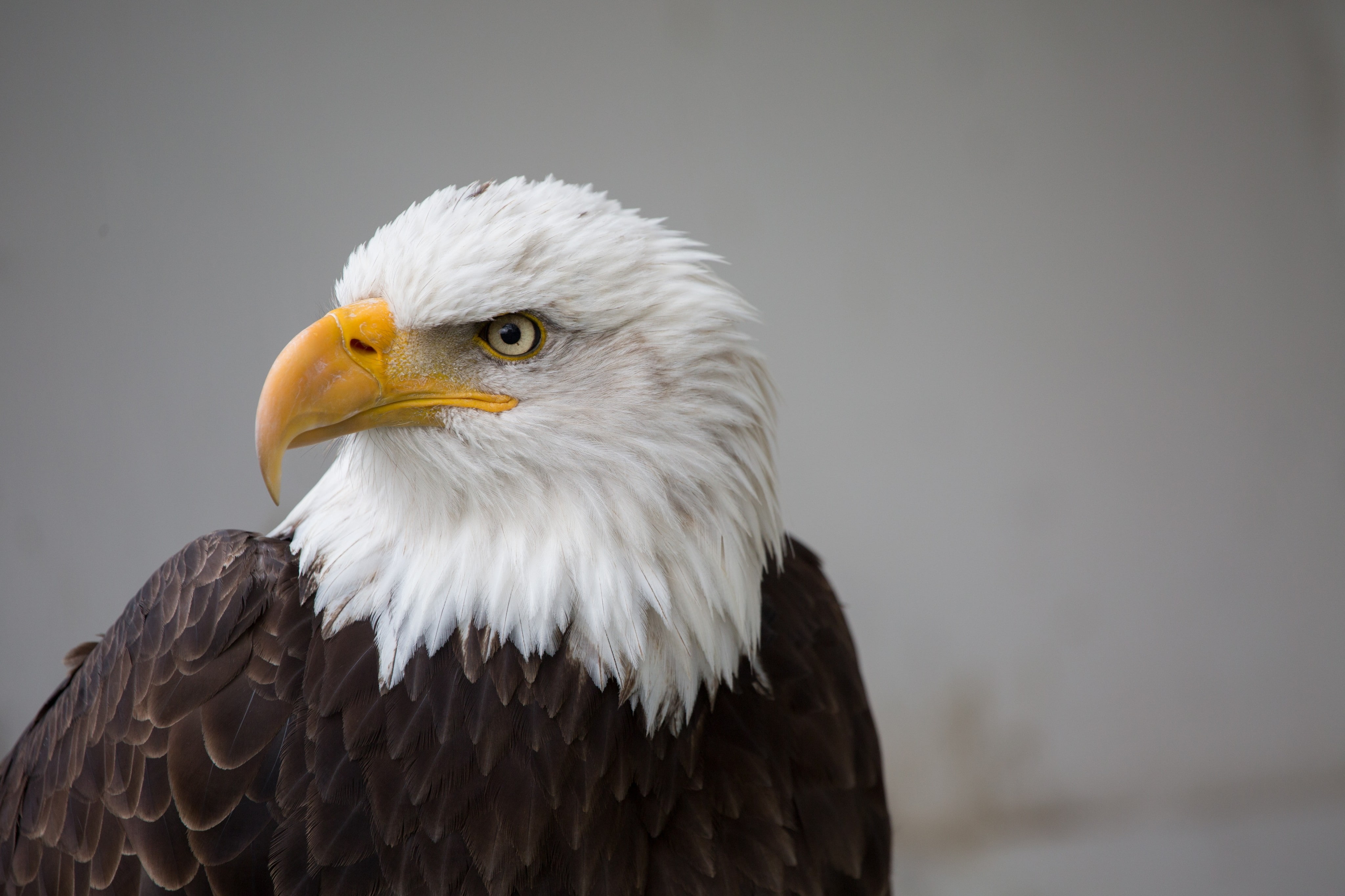 looking, beak, animal body part, eagle, close-up, vertebrate, animal wildlife, focus on foreground, day, no people, animals in the wild, animal eye, one animal, HD Wallpaper