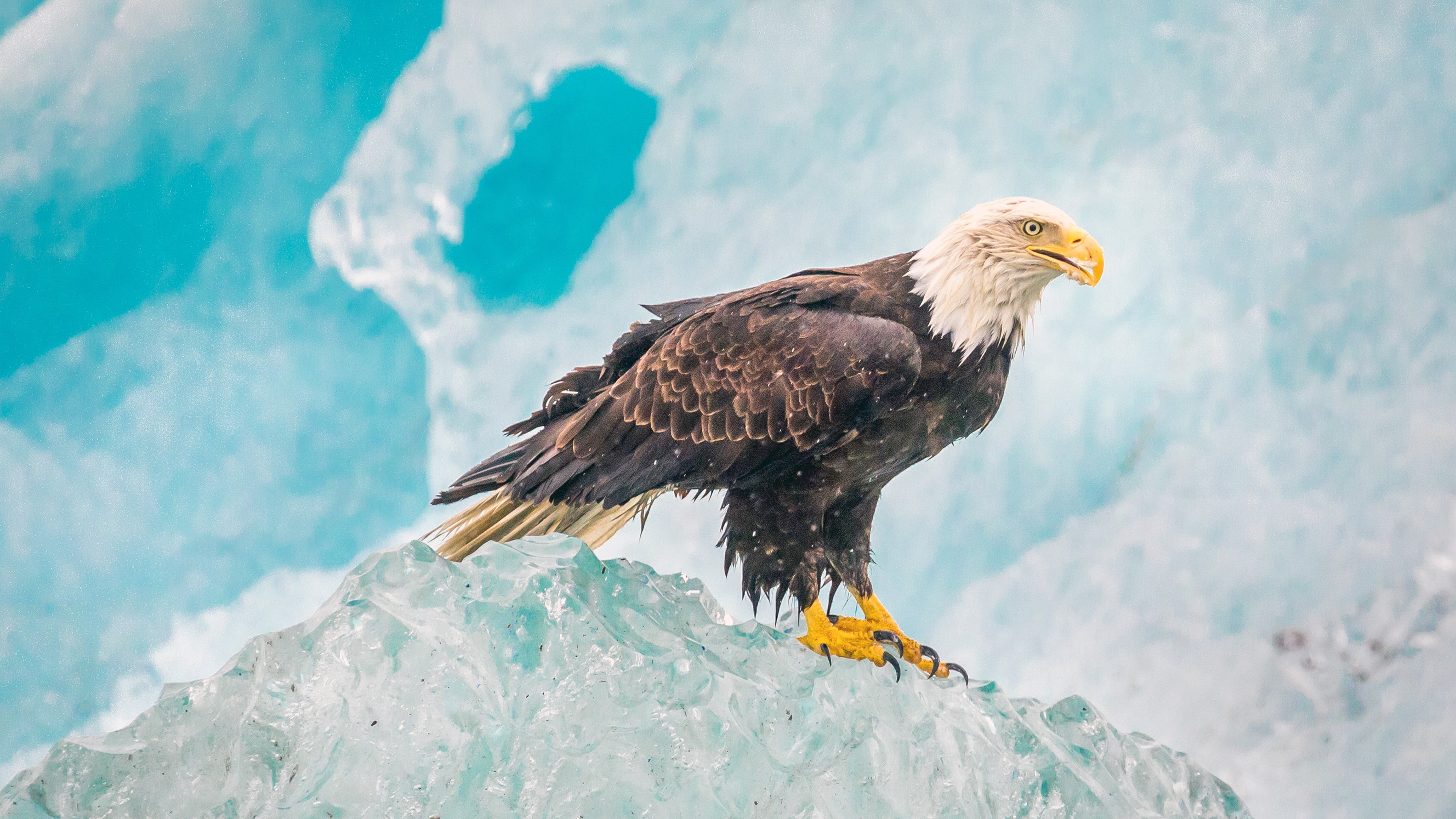 feather, beak, strength, close-up, one animal, eagle, focus on foreground, full length, outdoors, animal Head, power, 4K, no People, animal wildlife, day, HD Wallpaper