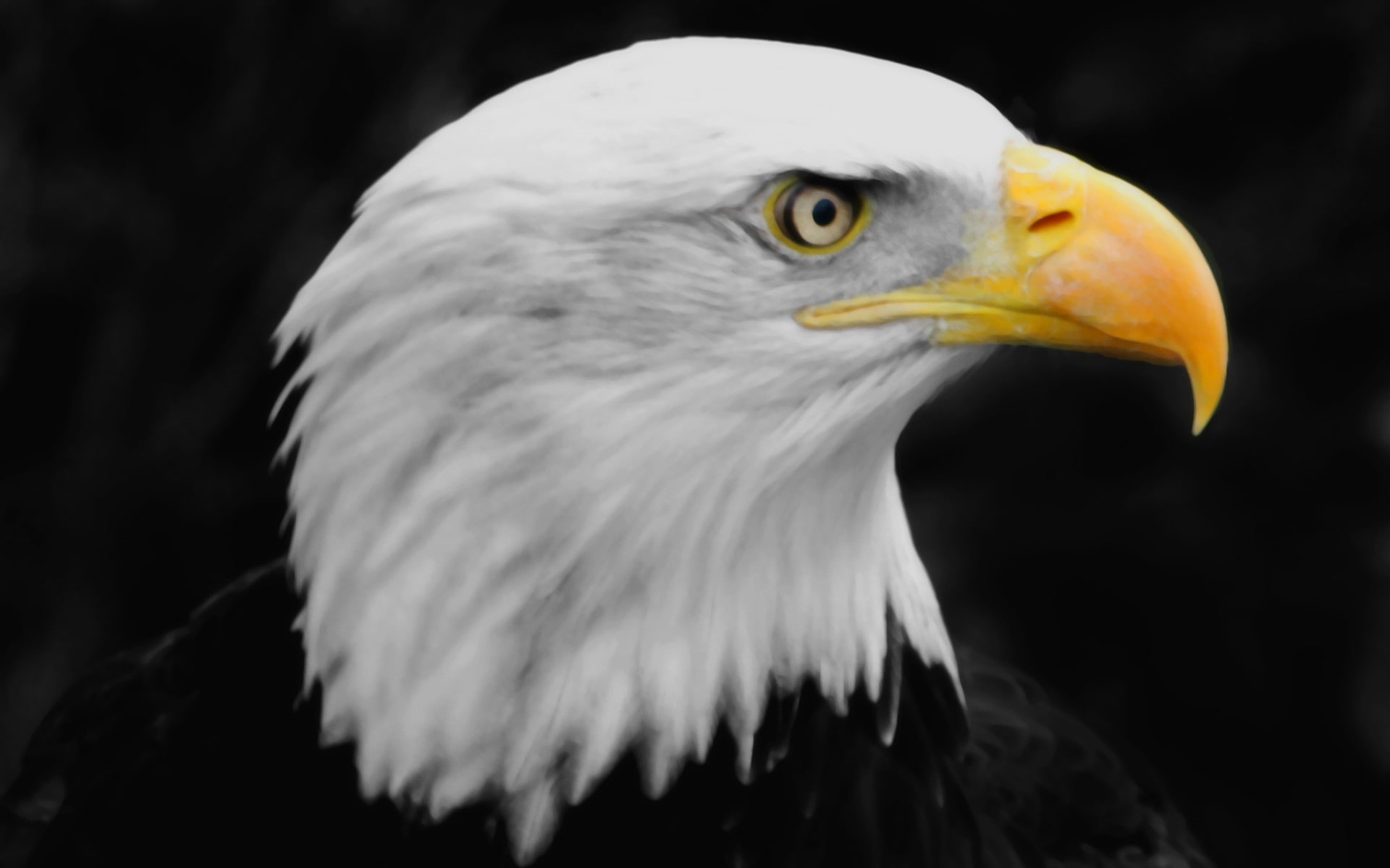 beak, focus on foreground, eagle, birds, profile view, outdoors, close-up, animal head, eagle - bird, 1080P, animals in the wild, animals, looking away, HD Wallpaper