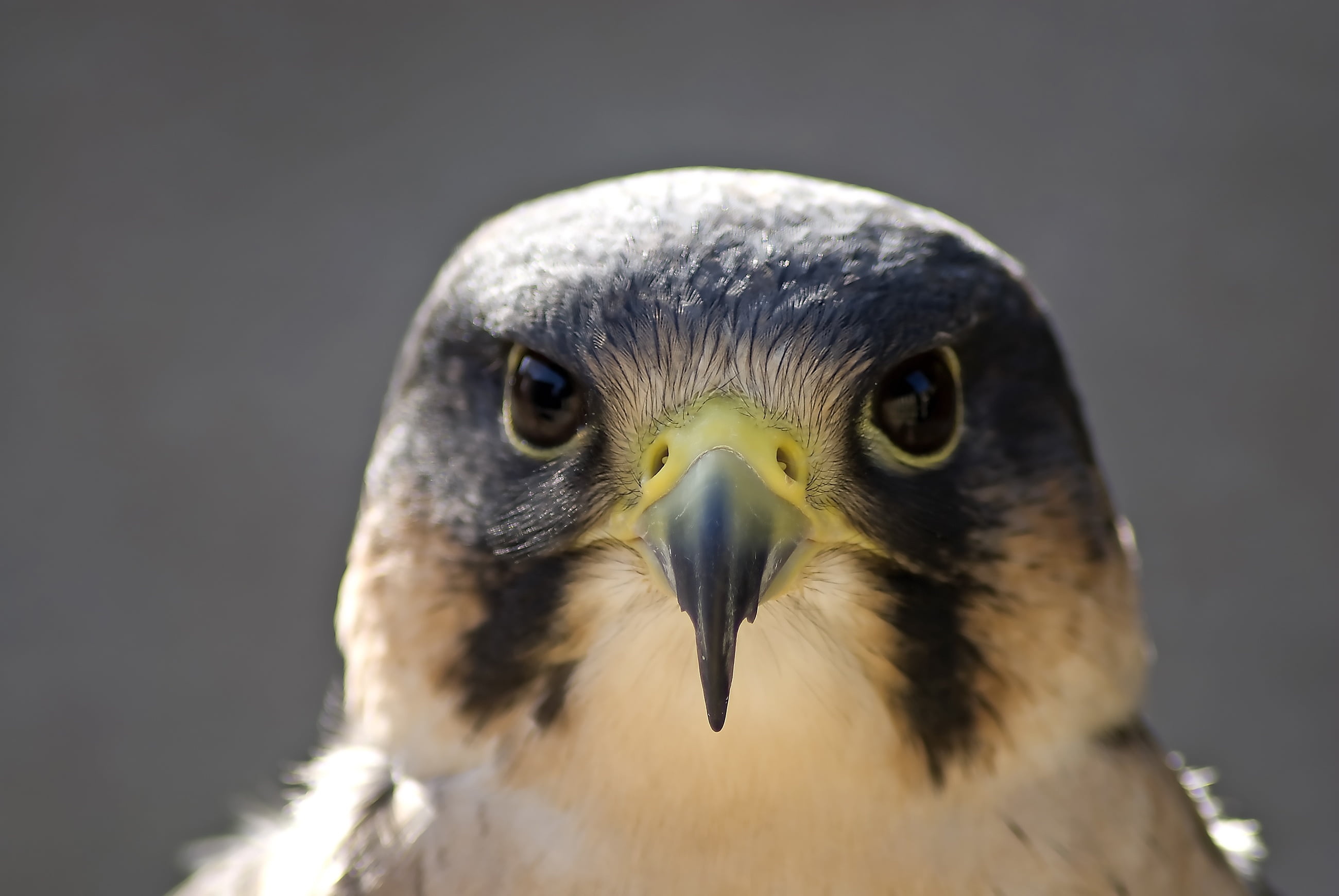 animal wildlife, animal body part, black, beak, brown, animals Hunting, nature, wildlife, bald Eagle, outdoors, vertebrate, front view, feather, animal themes, HD Wallpaper