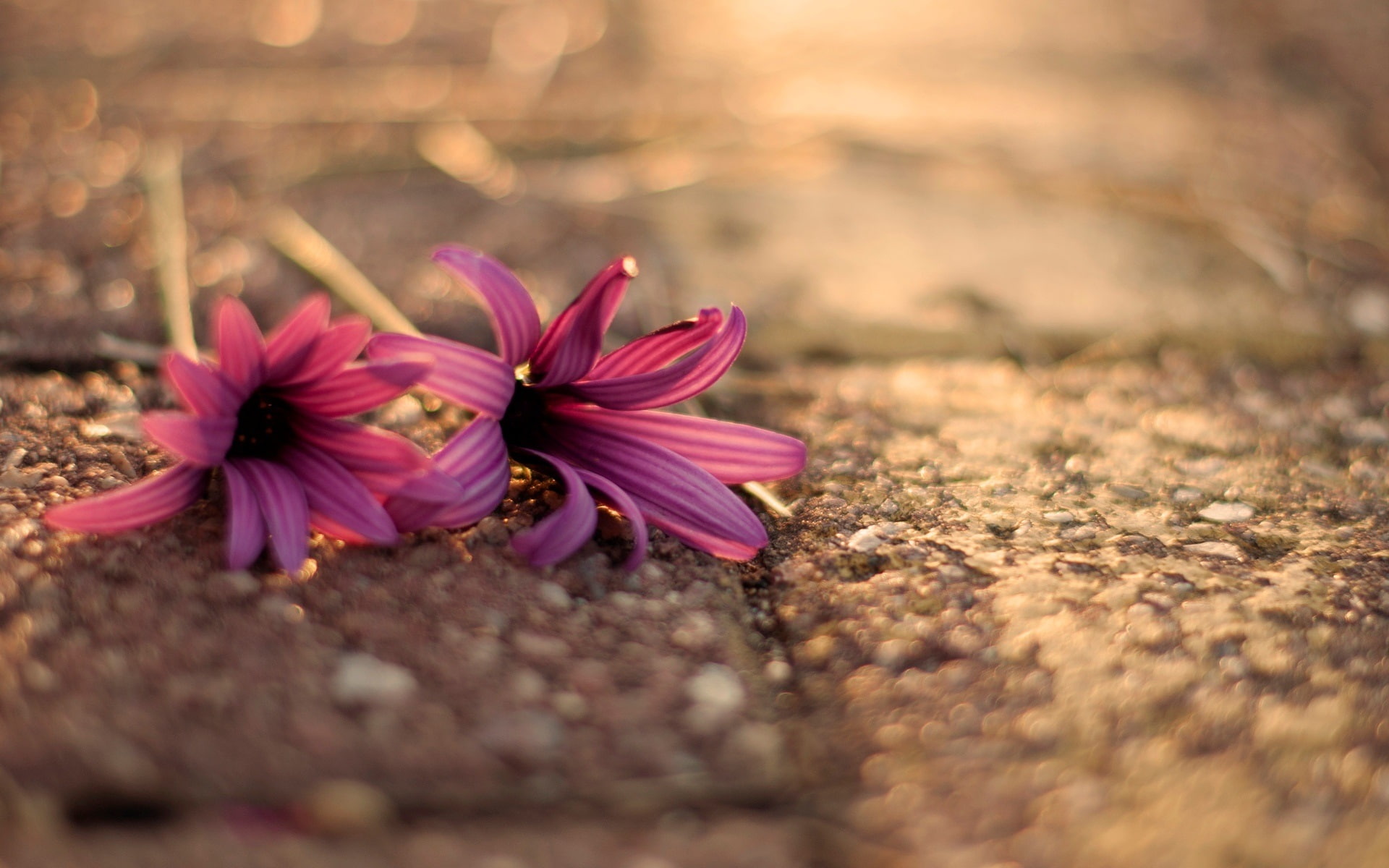 Flowers, purple, 1080P, Pink, Two, Ground, HD Wallpaper