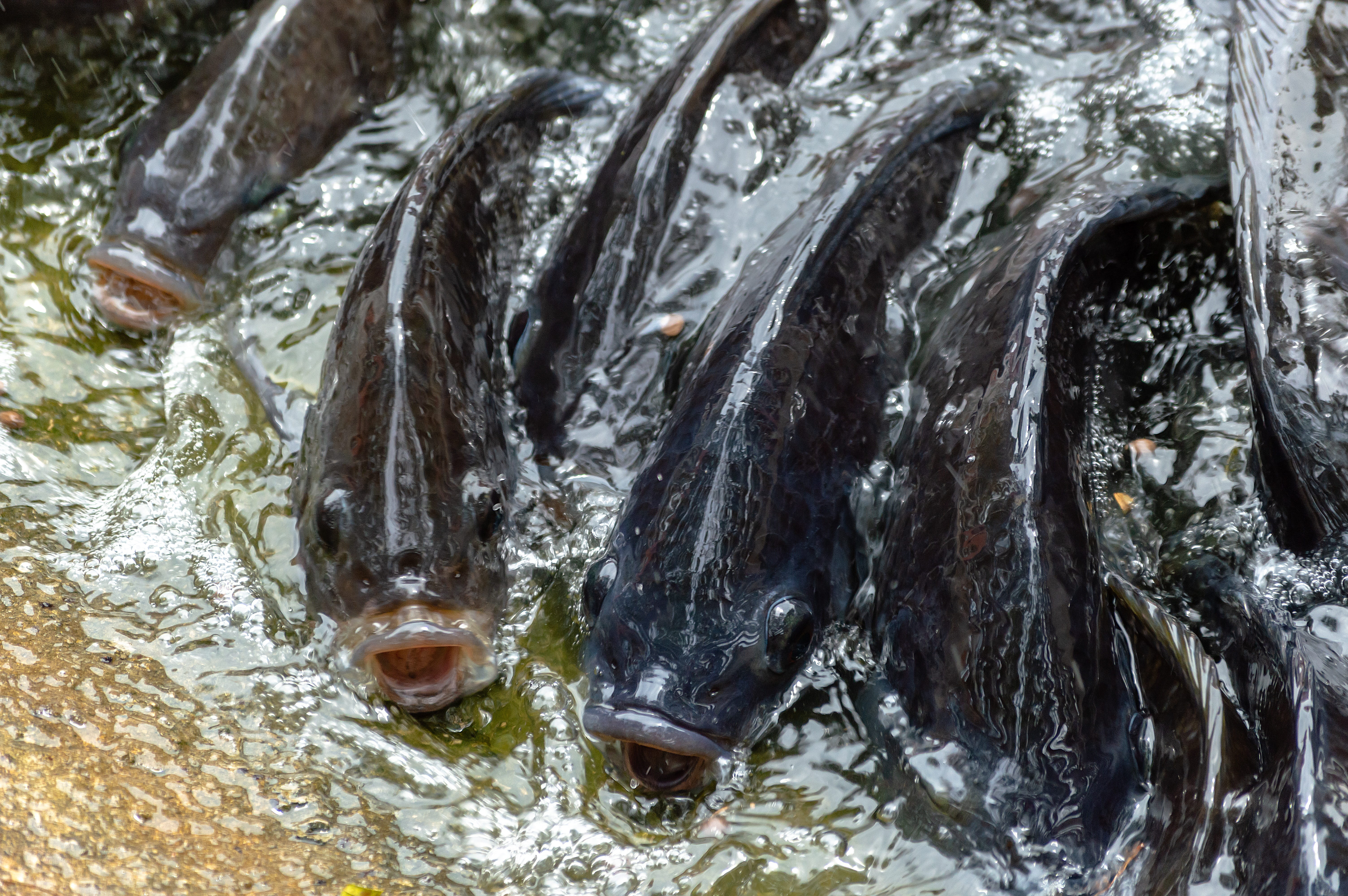 many, pond, flowing water, lake, freshwater, growth, animal, vertebrate, fresh, group, high angle view, close-up, animal head, group of animals, nature, HD Wallpaper