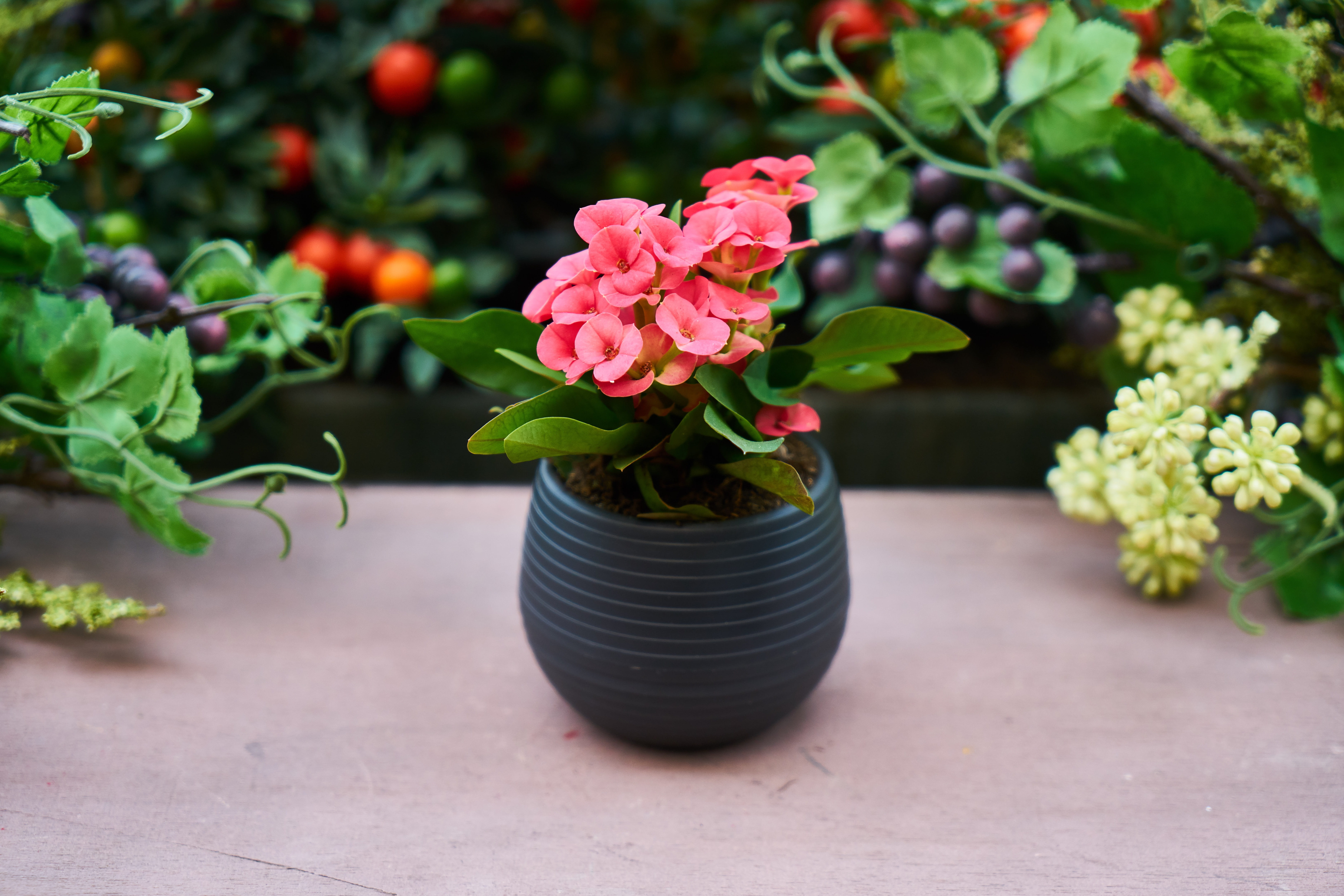 focus, plant part, petal, flower head, potted plant, flowers, flowering plant, pink, fragility, flower, oxygen, plant, selective, spring, garden, in pots, HD Wallpaper