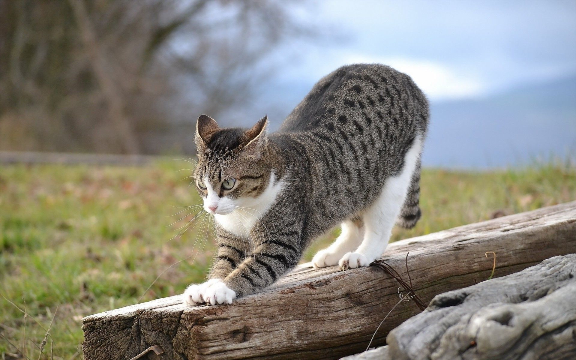 1920x1200, cat, 4K, ultra hd, 1080P, animals, HD Wallpaper