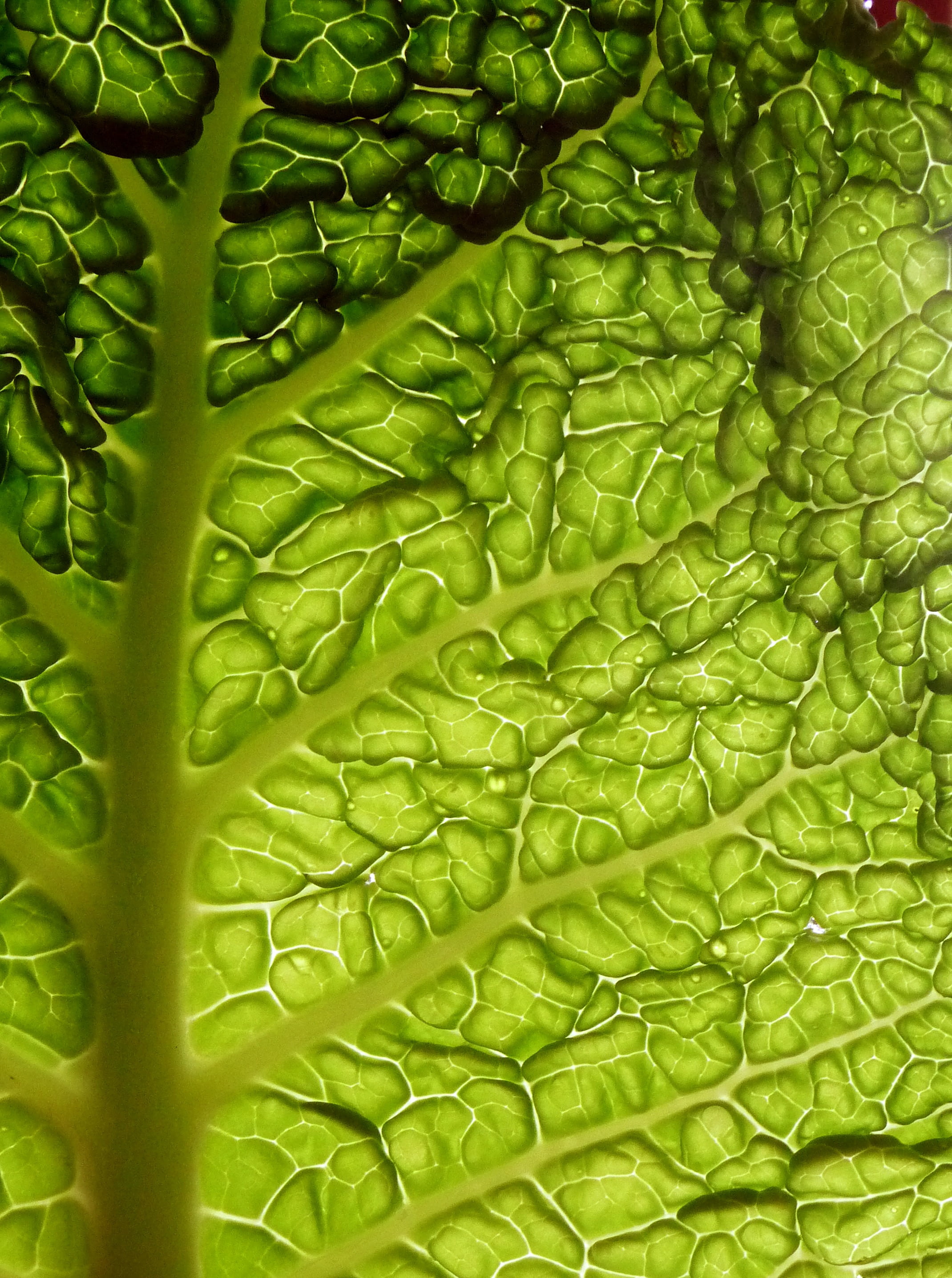 day, freshness, no people, green, natural pattern, backgrounds, 2K, wellbeing, food, pattern, close-up, leaf vein, vegetable, plant part, full frame, leaf, Phone HD Wallpaper